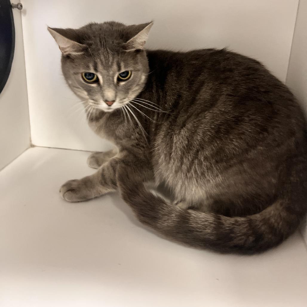 Enlarge Mama, a Adoptable Domestic Short Hair in Springfield, OH image 1/1