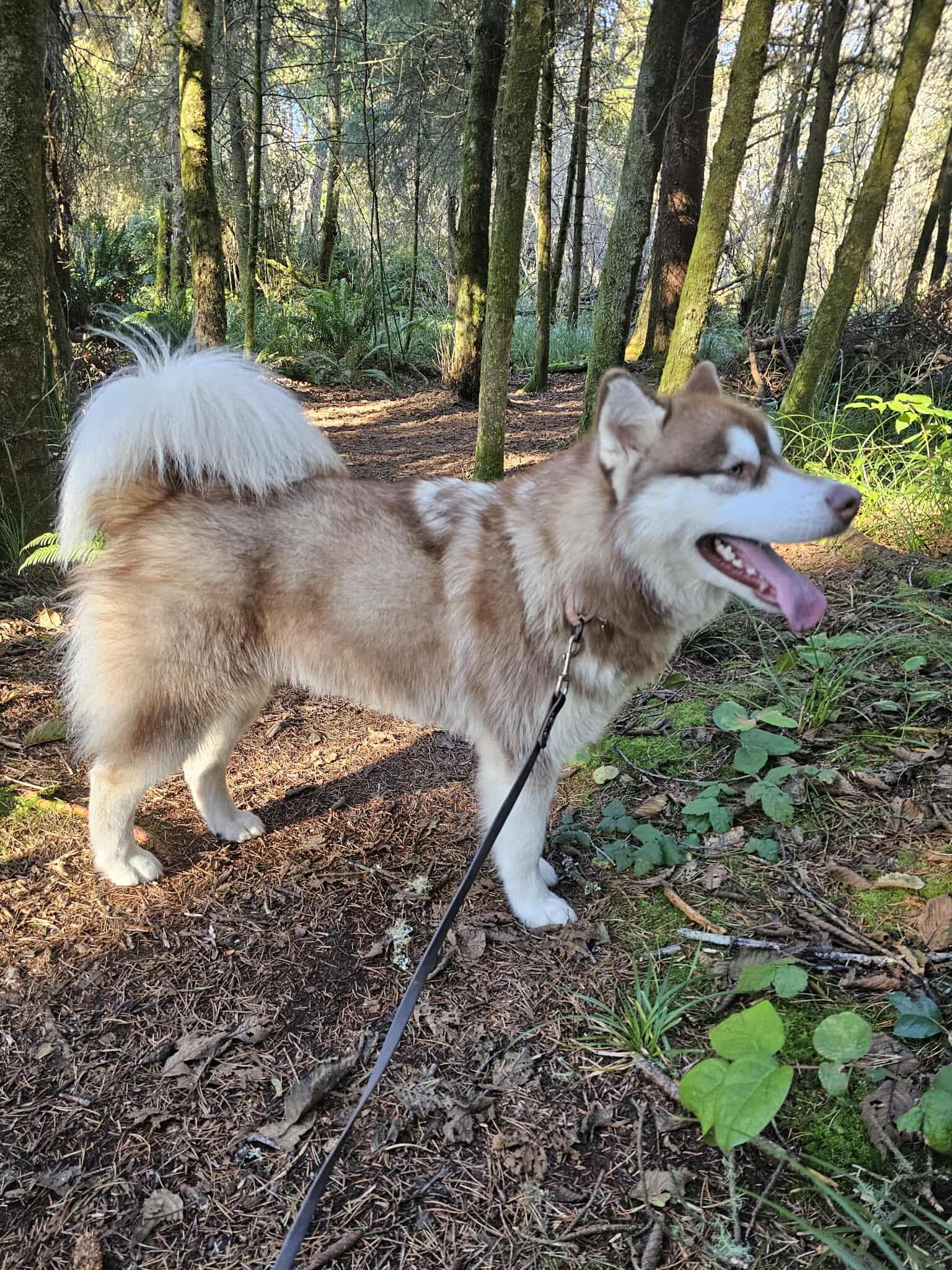 Boston, a ADOPTABLE mixed breed in Crescent city, CA image 6/6