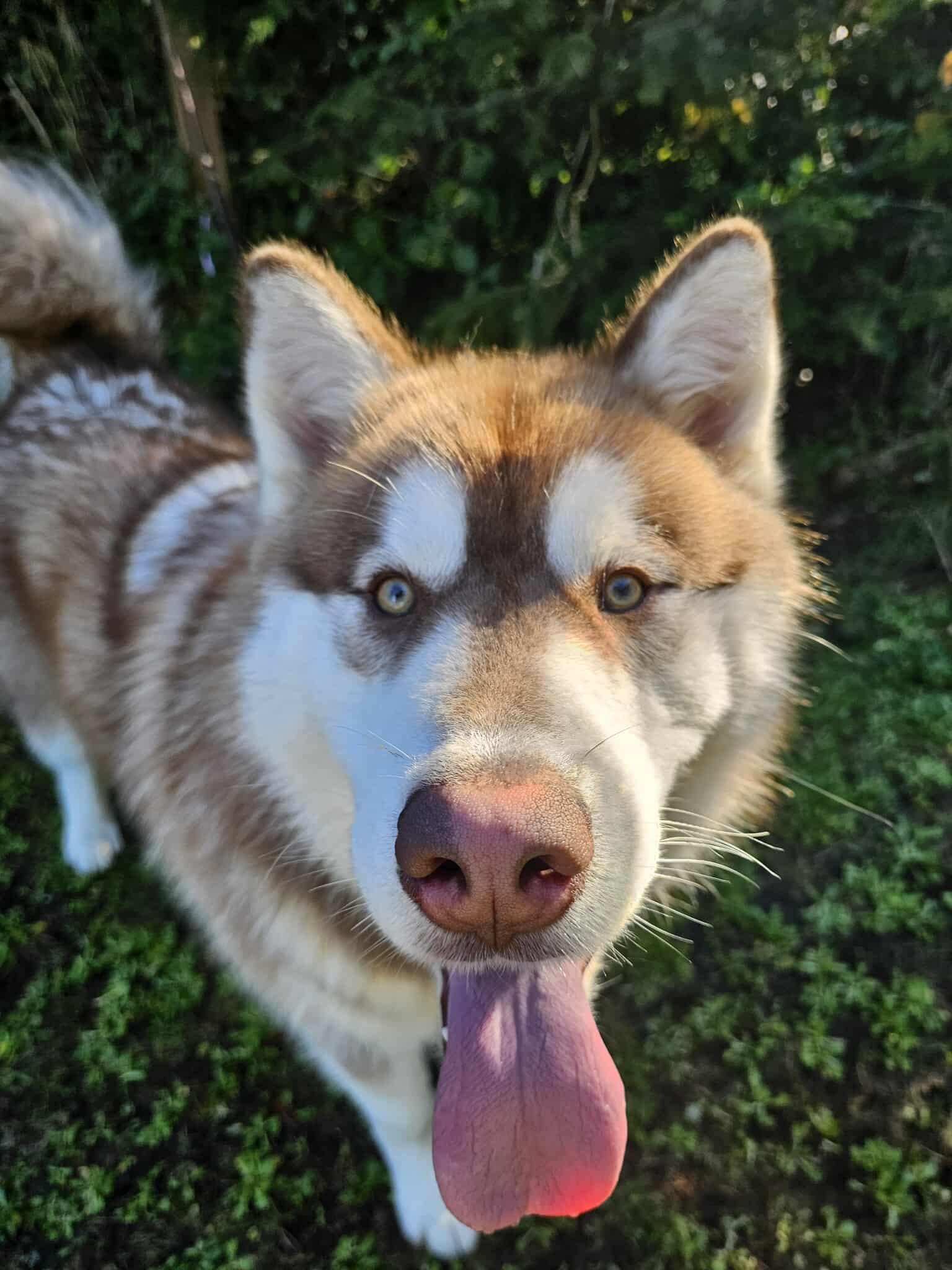 Boston, a ADOPTABLE mixed breed in Crescent city, CA image 5/6