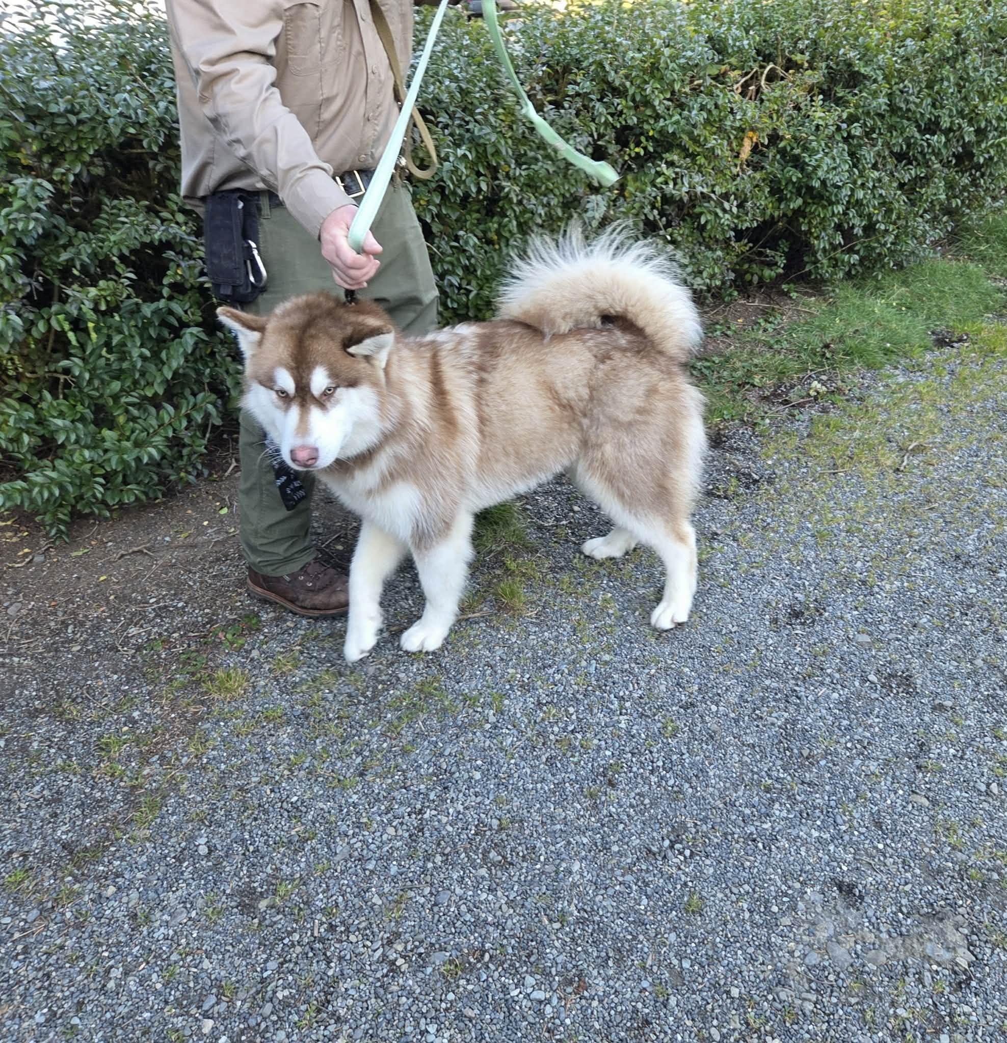 Boston, a ADOPTABLE mixed breed in Crescent city, CA image 3/6