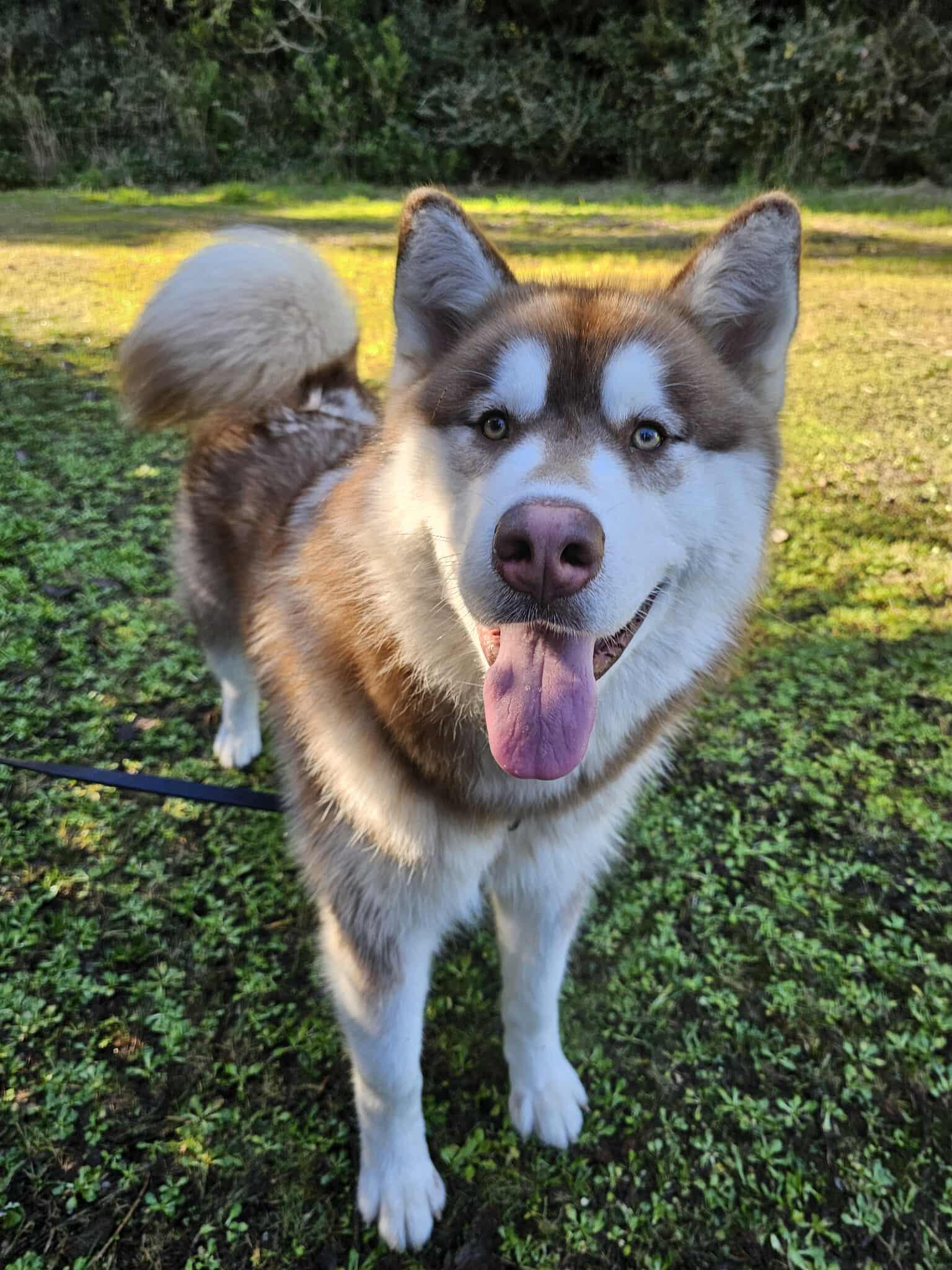 Boston, a ADOPTABLE mixed breed in Crescent city, CA image 4/6