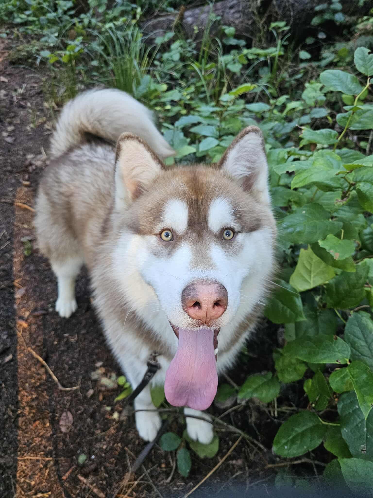 Boston, a ADOPTABLE mixed breed in Crescent city, CA image 1/6