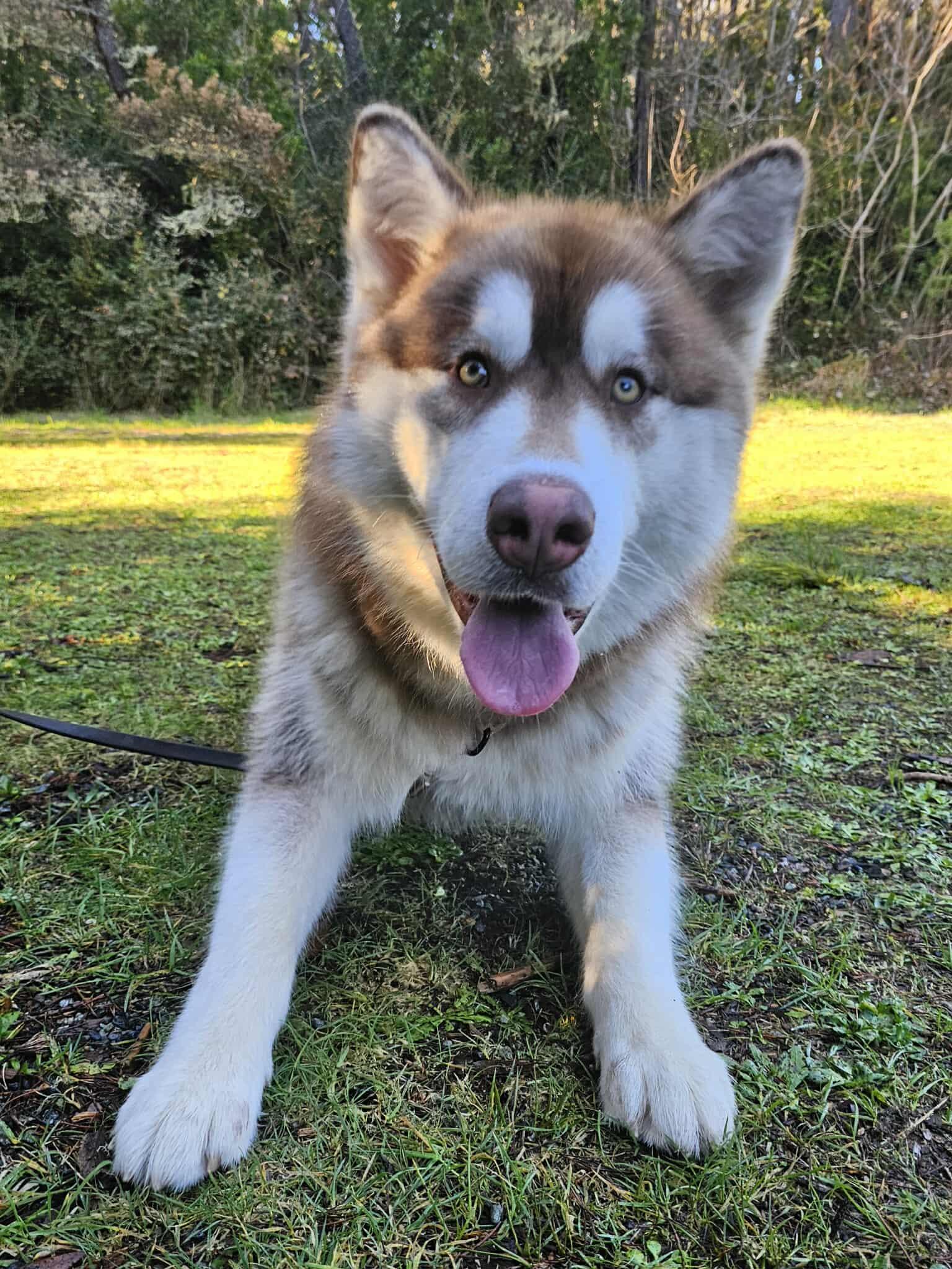 Boston, a ADOPTABLE mixed breed in Crescent city, CA image 2/6