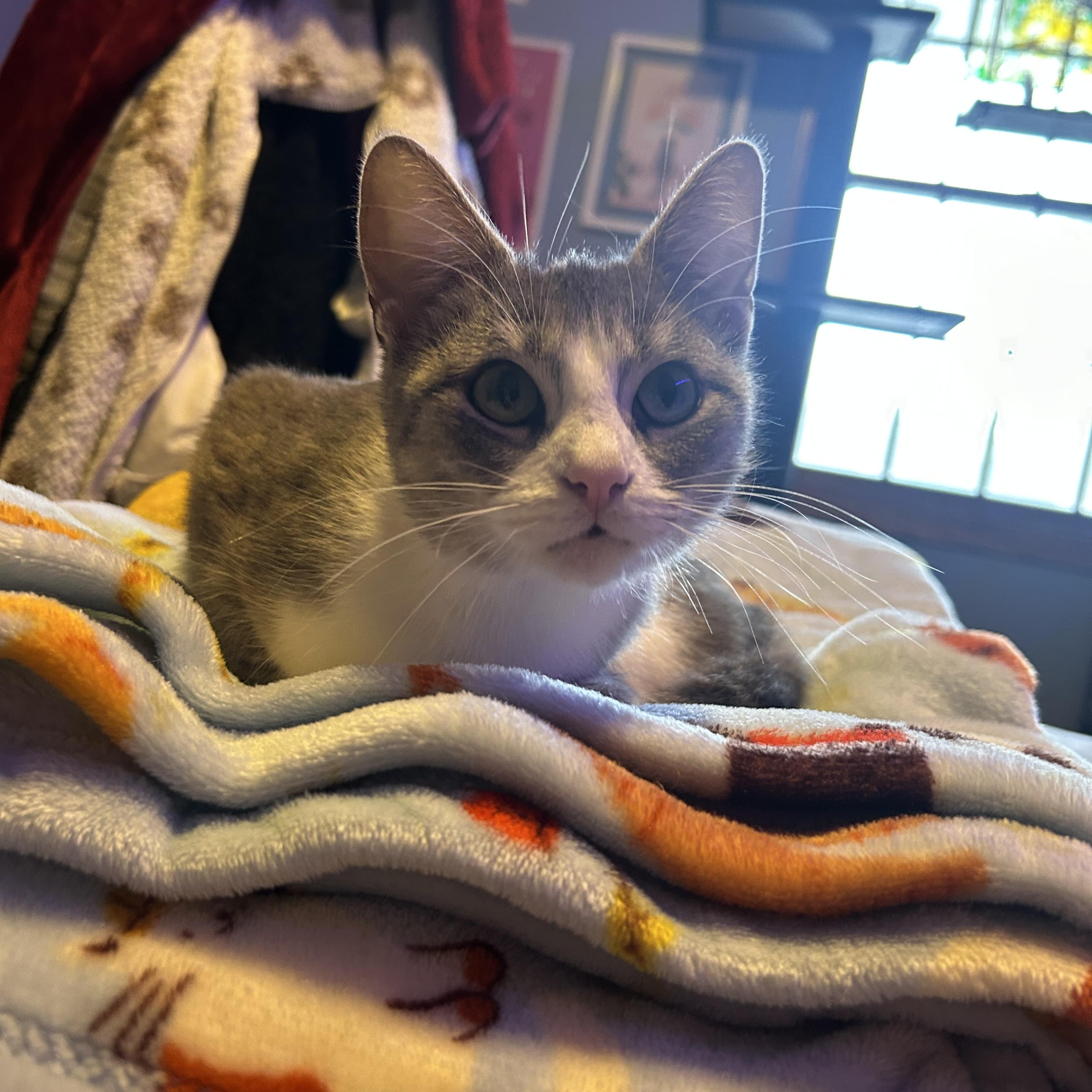 Enlarge Nimbus 2000, a ADOPTABLE Domestic Short Hair in Clinton, IL image 1/5