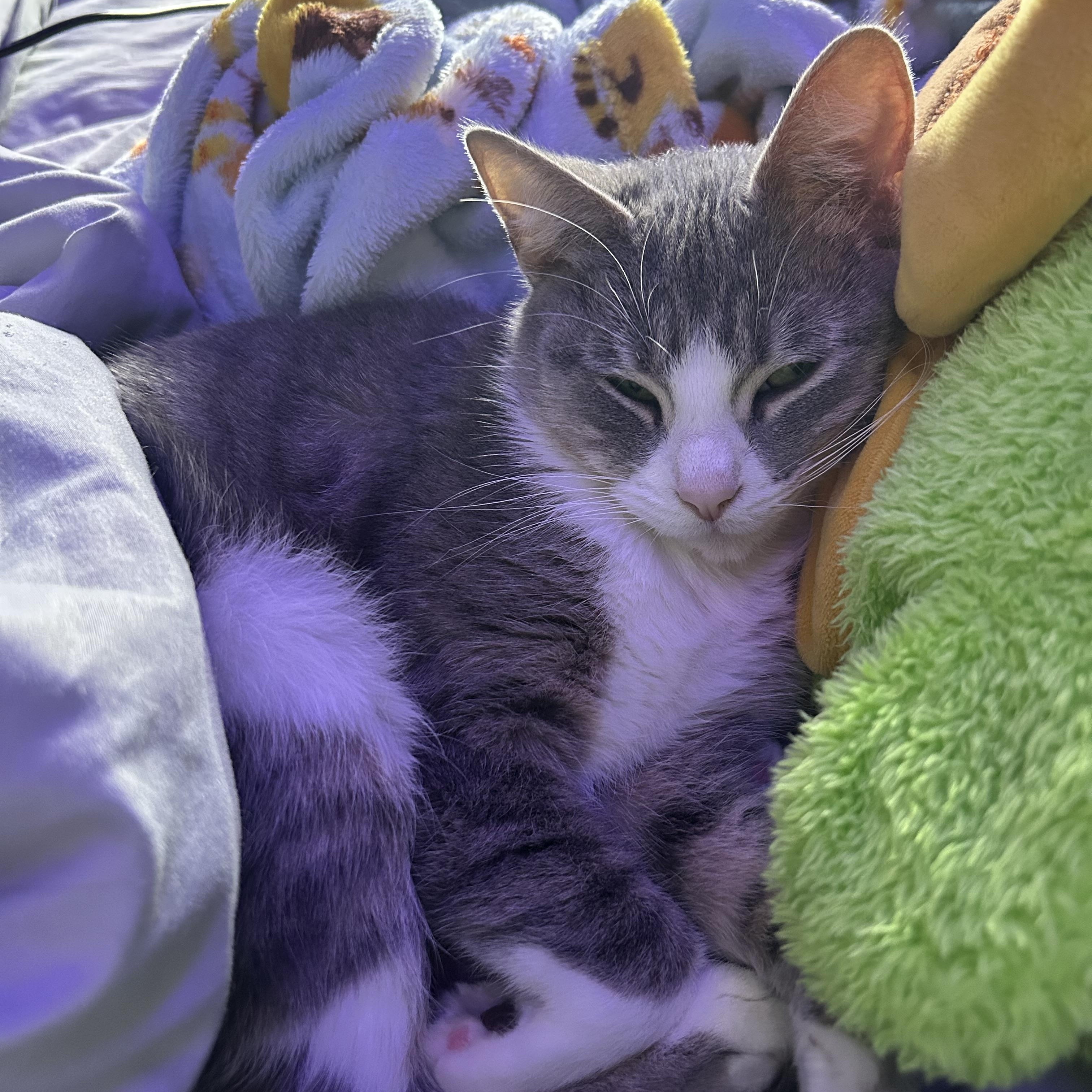 Enlarge Nimbus 2000, a ADOPTABLE Domestic Short Hair in Clinton, IL image 5/5