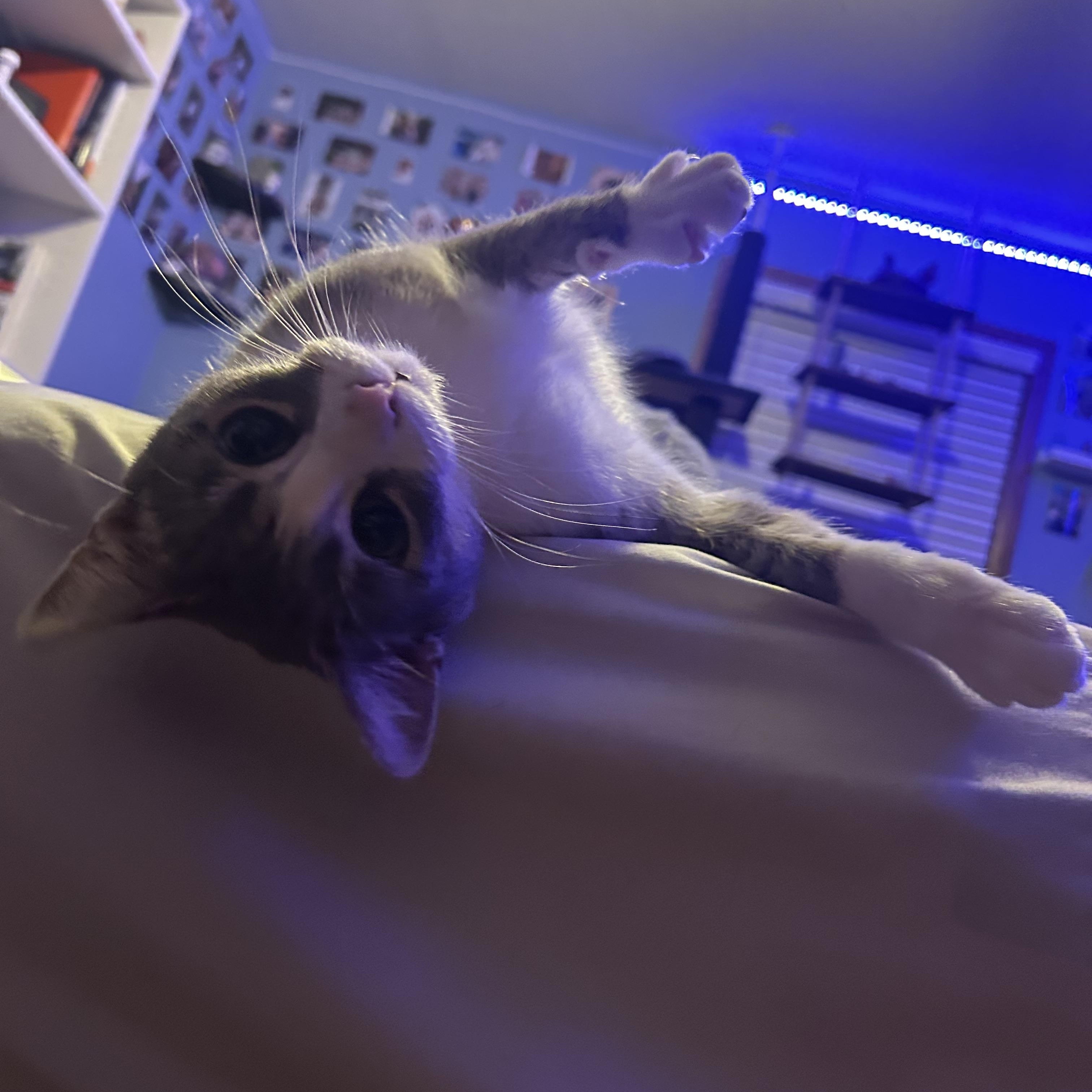 Enlarge Nimbus 2000, a ADOPTABLE Domestic Short Hair in Clinton, IL image 4/5