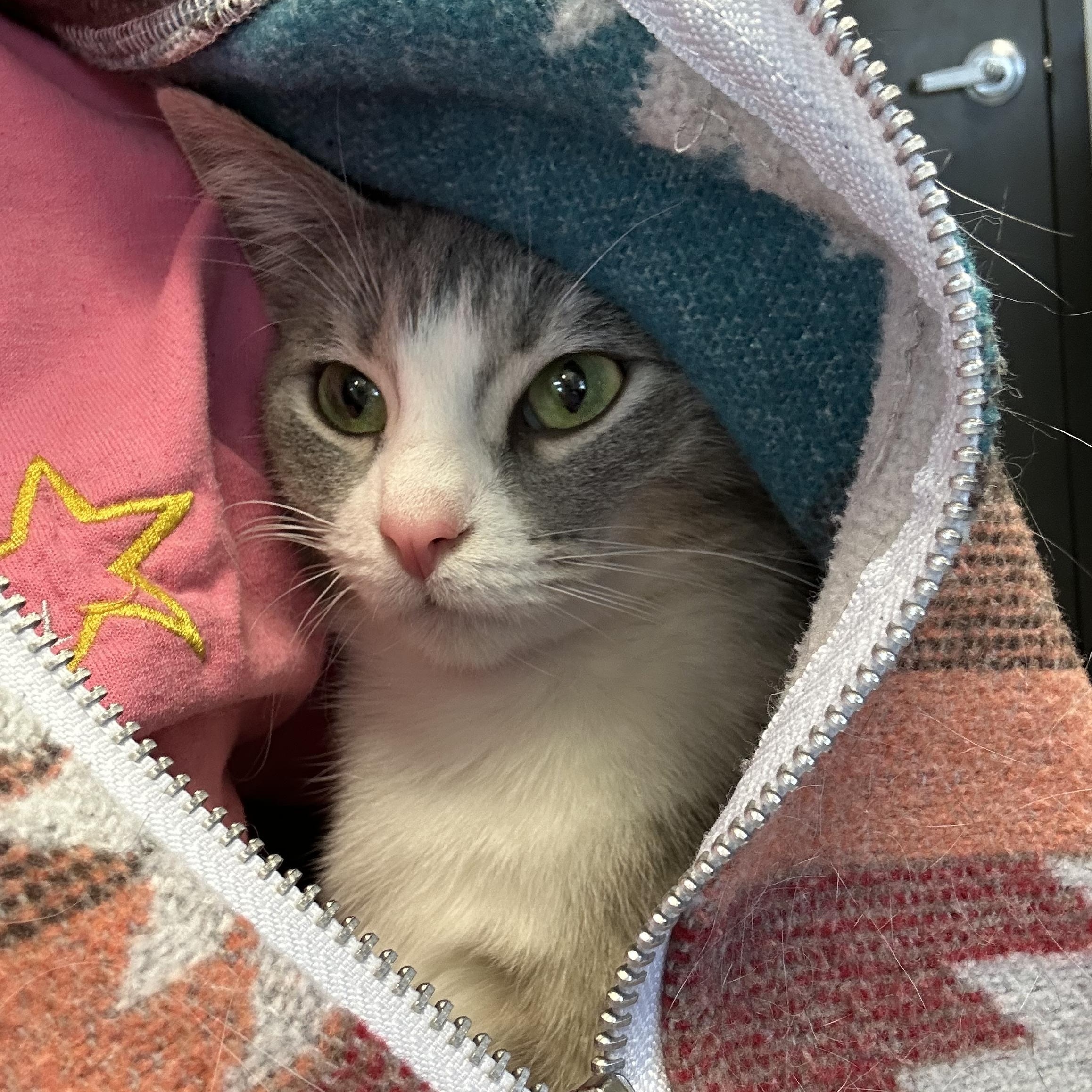 Enlarge Nimbus 2000, a ADOPTABLE Domestic Short Hair in Clinton, IL image 2/5