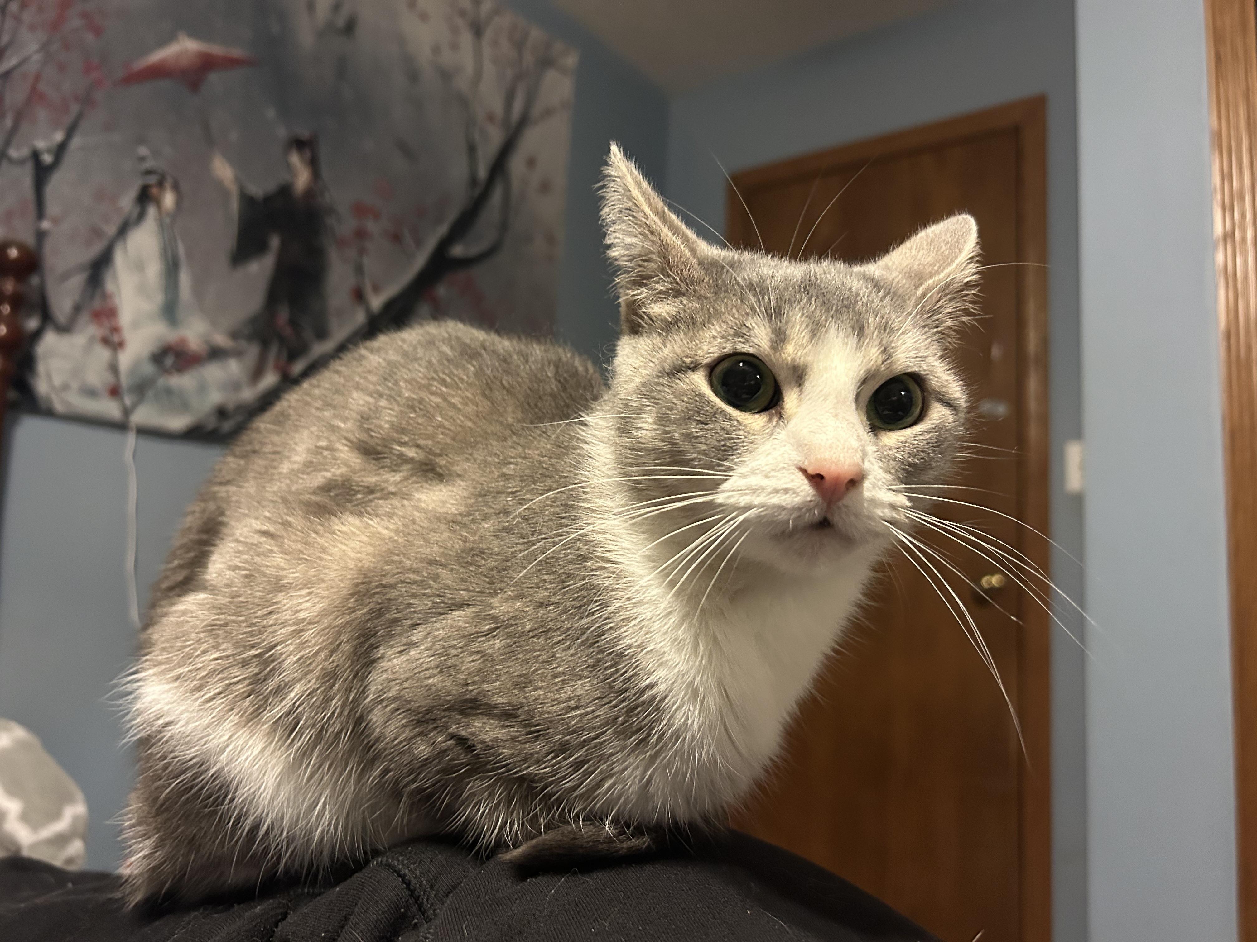 Enlarge Nimbus 2000, a ADOPTABLE Domestic Short Hair in Clinton, IL image 3/5