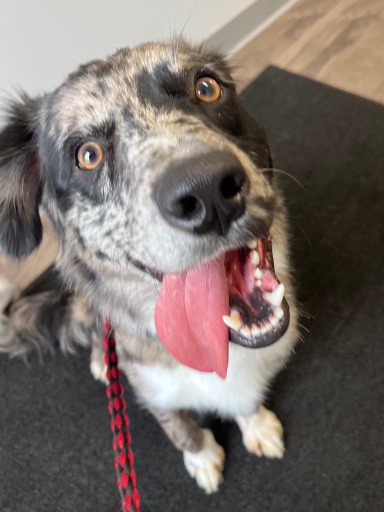 Zeus, Adopted, Puppy Male Australian Shepherd.