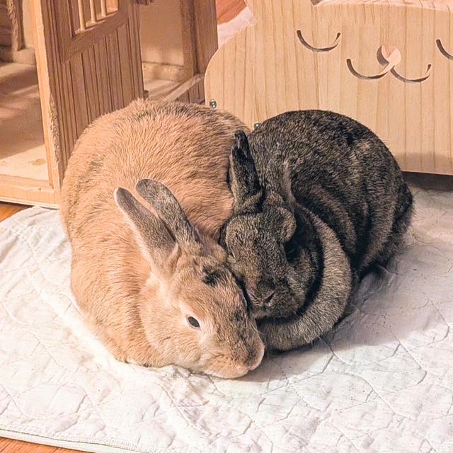 Fennel & Basil, a Adoptable mixed breed in Edina, MN image 3/4
