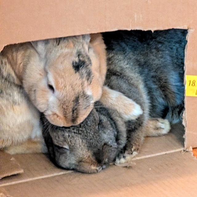 Fennel & Basil, Adoptable, Adult Male Bunny Rabbit & Polish.
