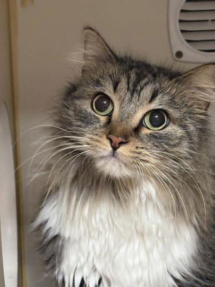 Hera, Adoptable, Adult Female Domestic Medium Hair & Domestic Short Hair.