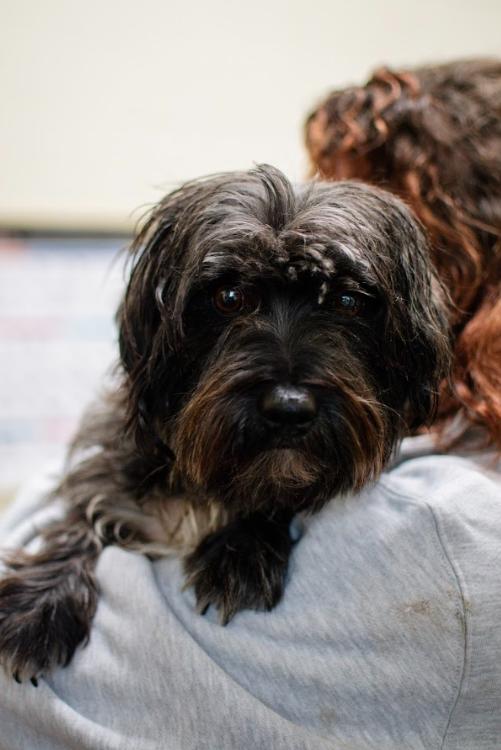 Enlarge Ash, a Adoptable mixed breed in Frankfort, NY image 2/4