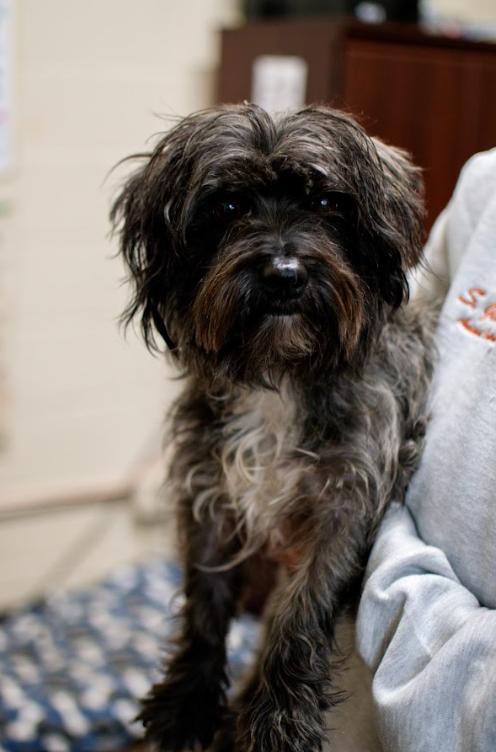 Enlarge Ash, a Adoptable mixed breed in Frankfort, NY image 3/4