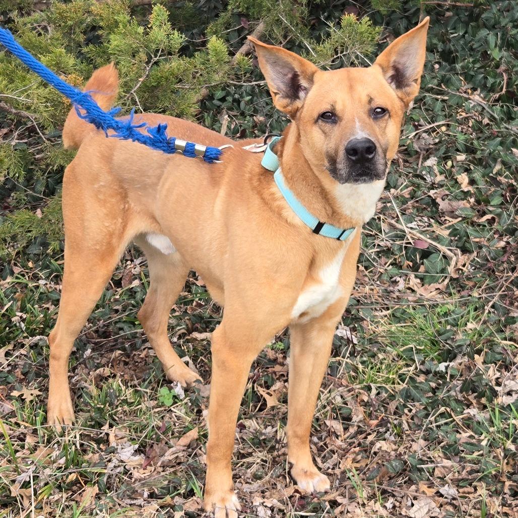 Tucker, Adoptable, Adult Male Shepherd & Mixed Breed.