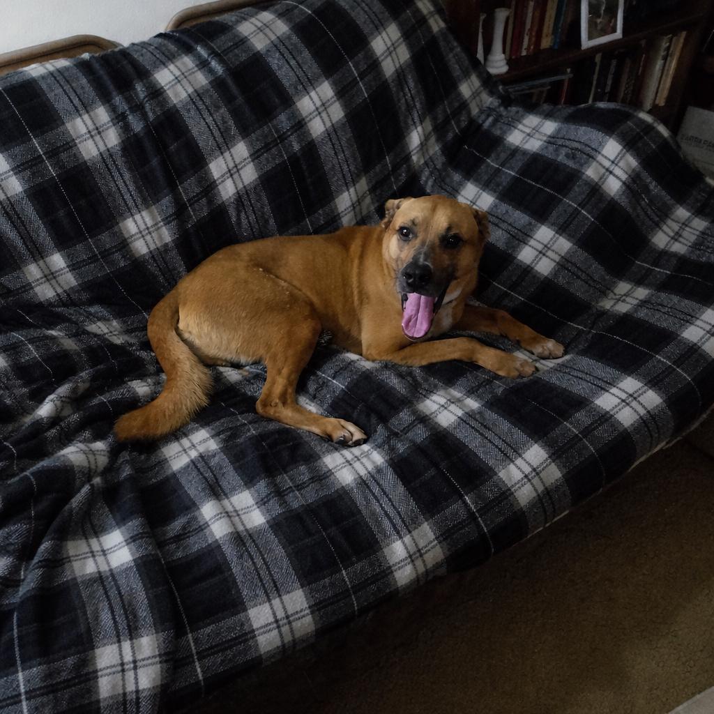 Enlarge Tucker, a Adoptable mixed breed in Pittsburg, KS image 2/2