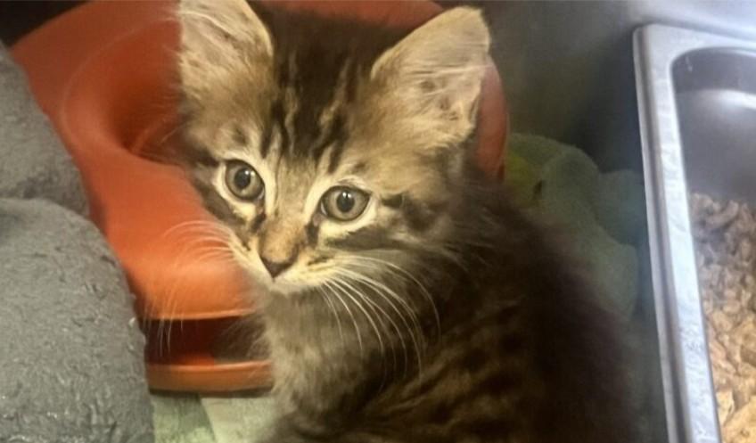 Kroger Domestic Short Hair Cat