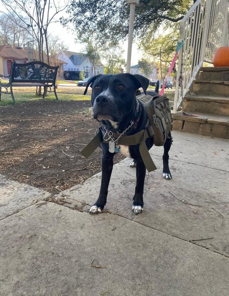 Enlarge Wynona, a Adoptable mixed breed in San Antonio, TX image 1/4