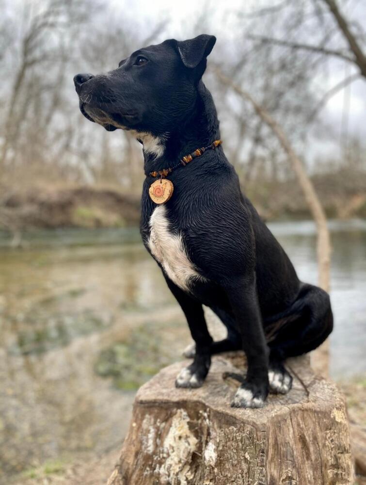 Enlarge Wynona, a Adoptable mixed breed in San Antonio, TX image 2/4