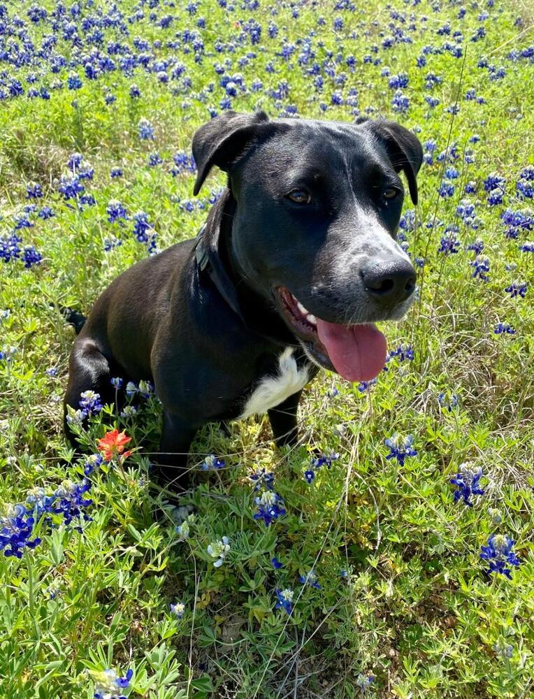 Enlarge Wynona, a Adoptable mixed breed in San Antonio, TX image 3/4