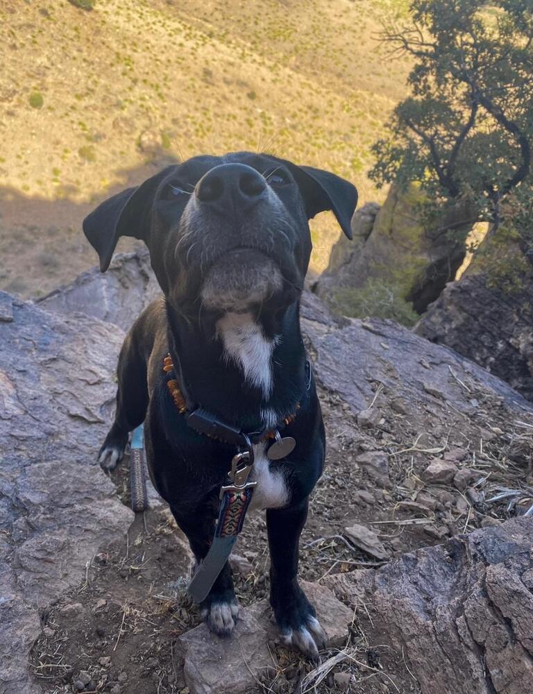 Enlarge Wynona, a Adoptable mixed breed in San Antonio, TX image 4/4