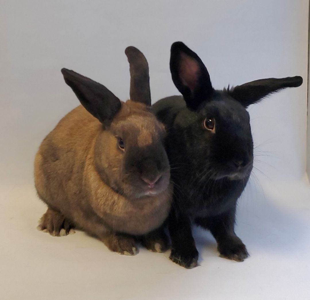 Beyonce and Solange, a Adoptable American in Los Angeles, CA image 1/6