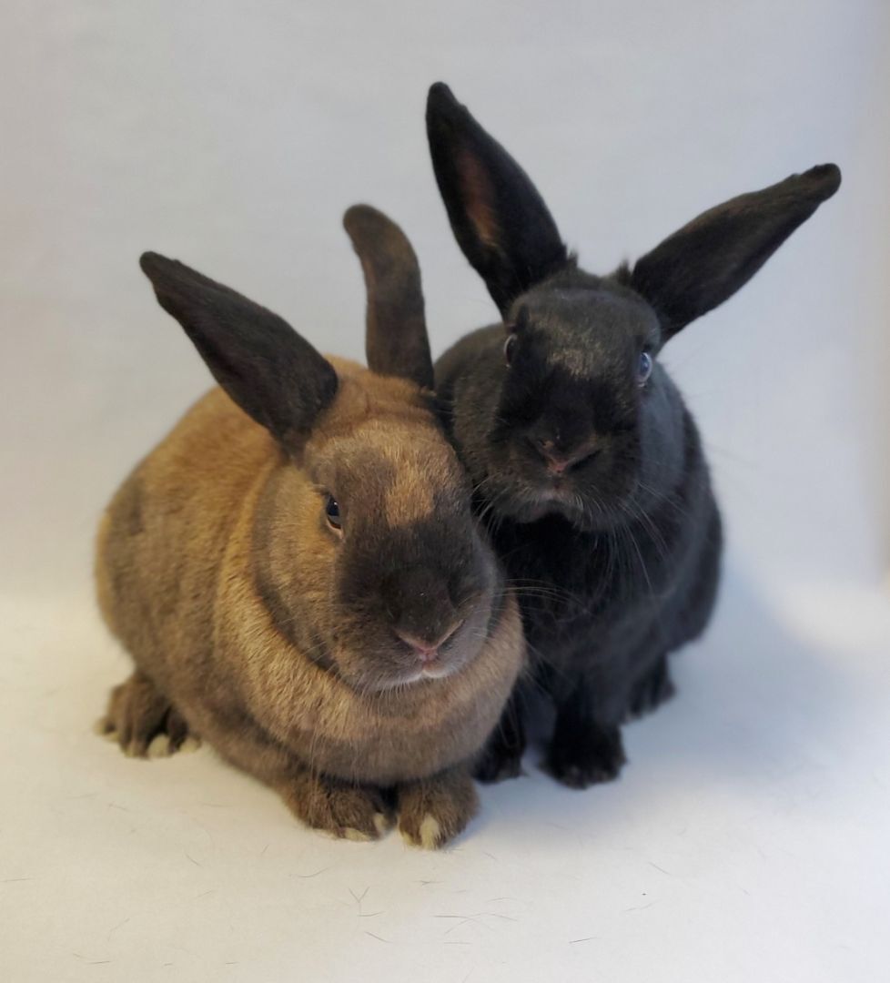 Beyonce and Solange, a Adoptable American in Los Angeles, CA image 2/6