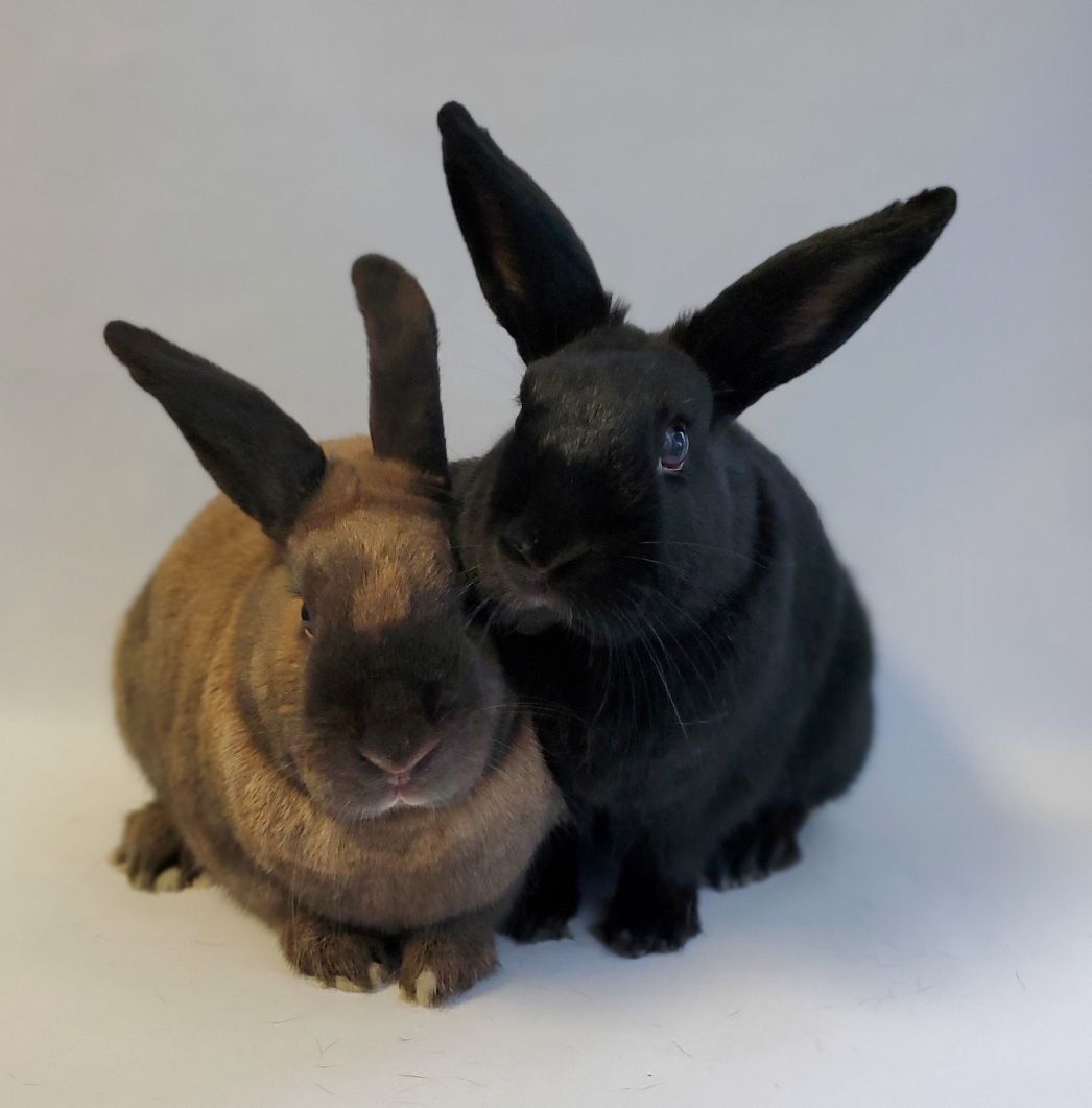 Our beautiful black and Cinnamon girl bunny pair has already become used to a life of luxury in thei