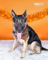 Enlarge Maslow (91927), a ADOPTABLE mixed breed in Spanish Fork, UT image 1/1