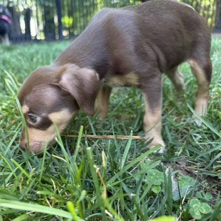 Enlarge Rebecca, a ADOPTABLE mixed breed in Midlothian, VA image 5/6
