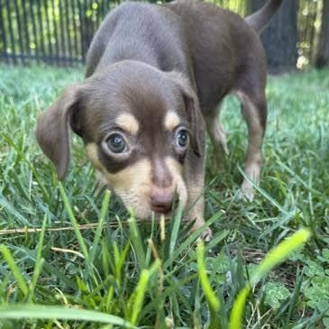 Enlarge Rebecca, a ADOPTABLE mixed breed in Midlothian, VA image 3/6