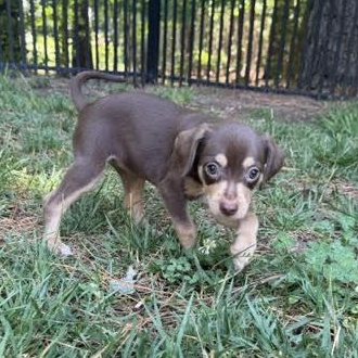 Enlarge Rebecca, a ADOPTABLE mixed breed in Midlothian, VA image 4/6