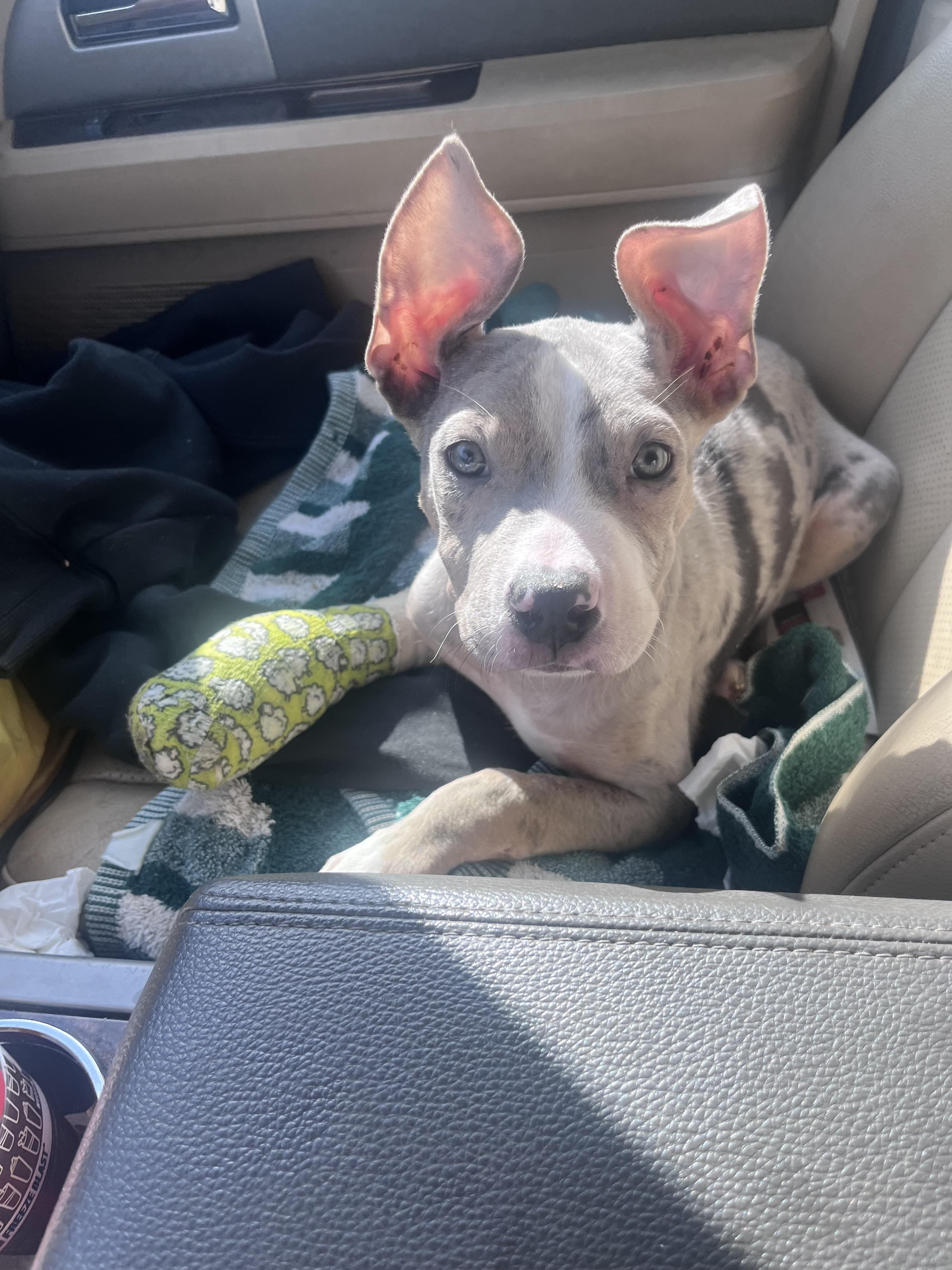 Stewie 519, Adopted, Young Male American Staffordshire Terrier.