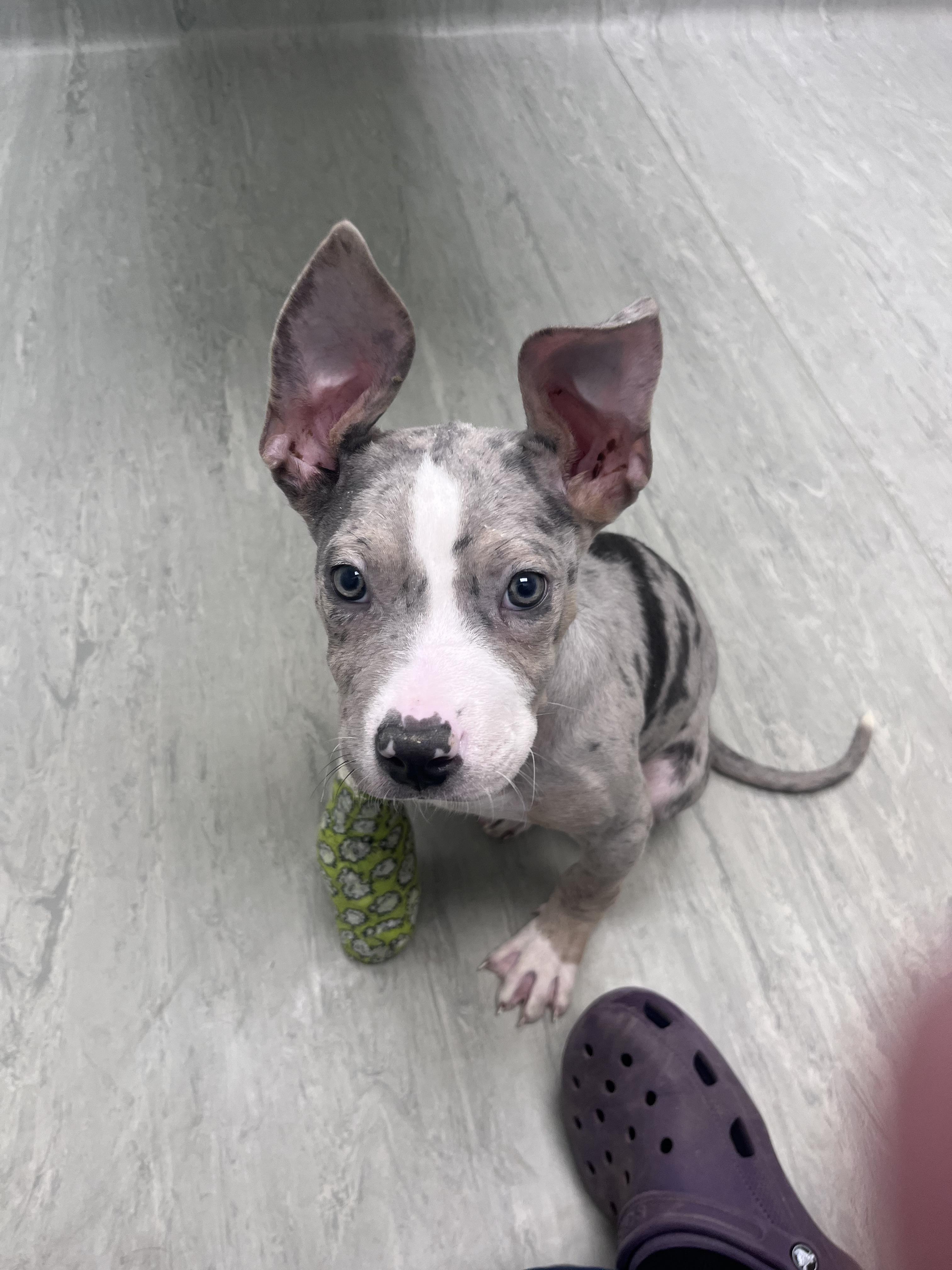 Enlarge Stewie 519, a Adopted American Staffordshire Terrier in Winder, GA image 2/4