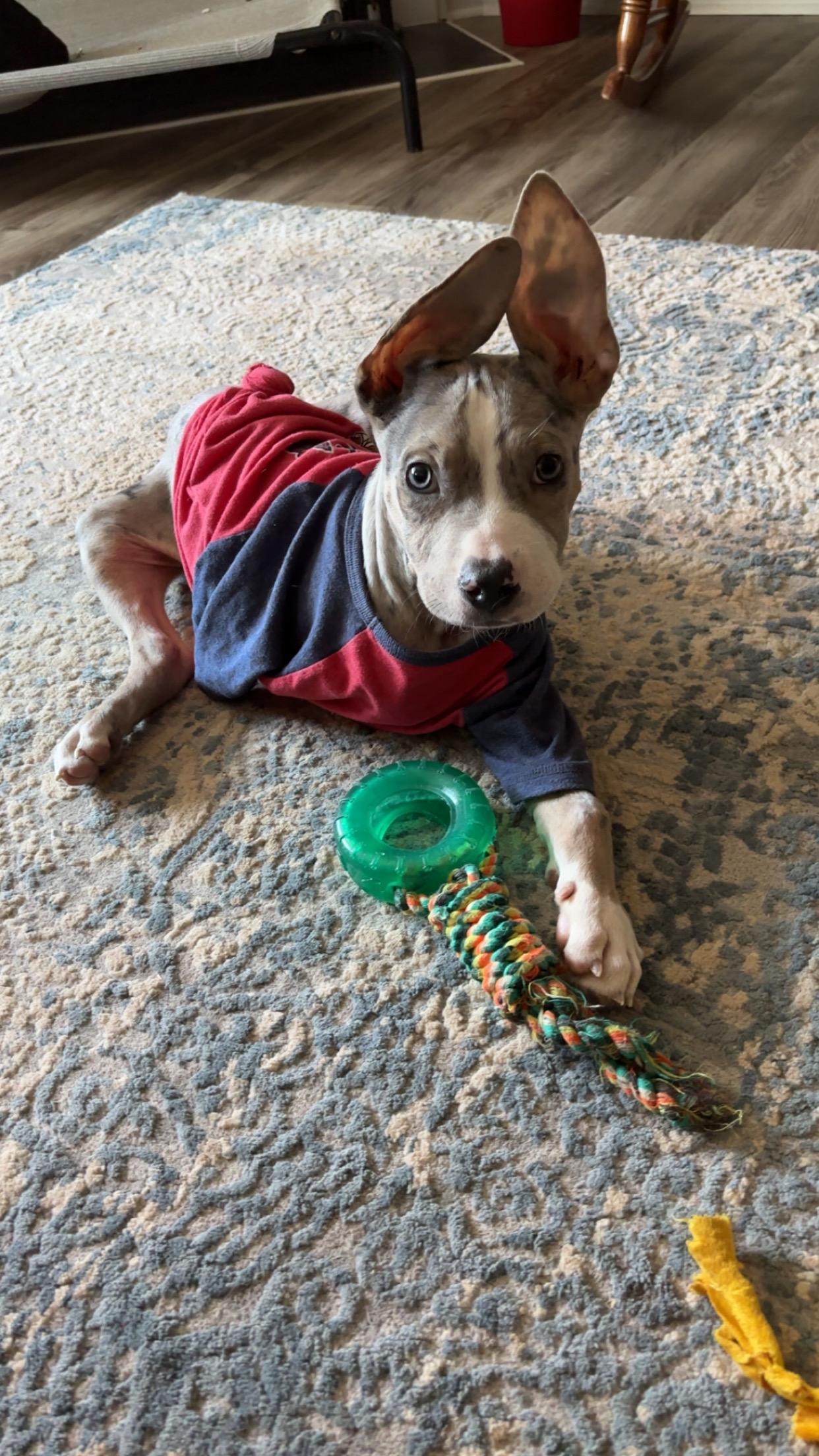 Enlarge Stewie 519, a Adopted American Staffordshire Terrier in Winder, GA image 3/4