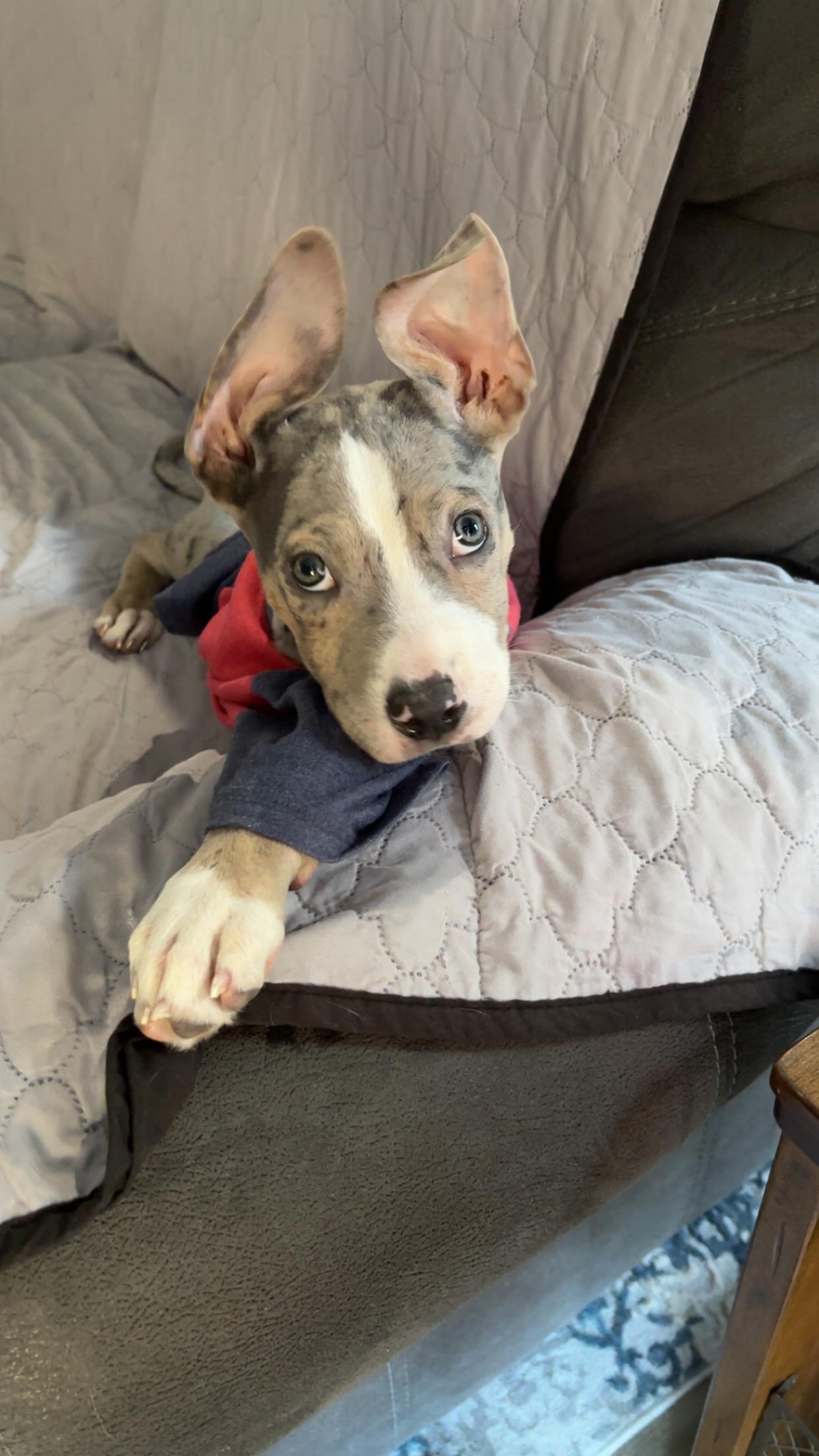 Enlarge Stewie 519, a Adopted American Staffordshire Terrier in Winder, GA image 4/4