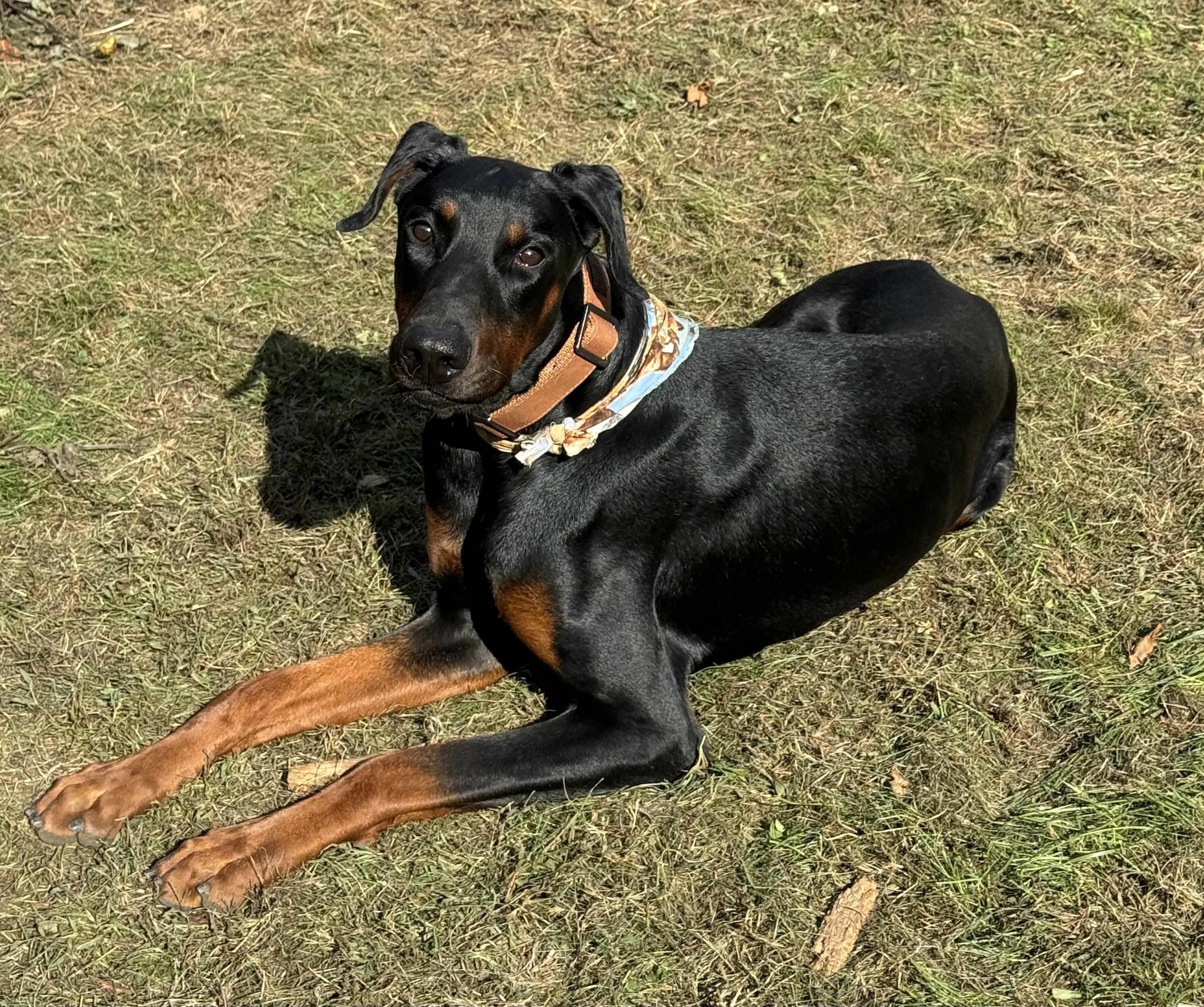 Riptide, a Adopted Doberman Pinscher in Willimantic, CT image 1/6