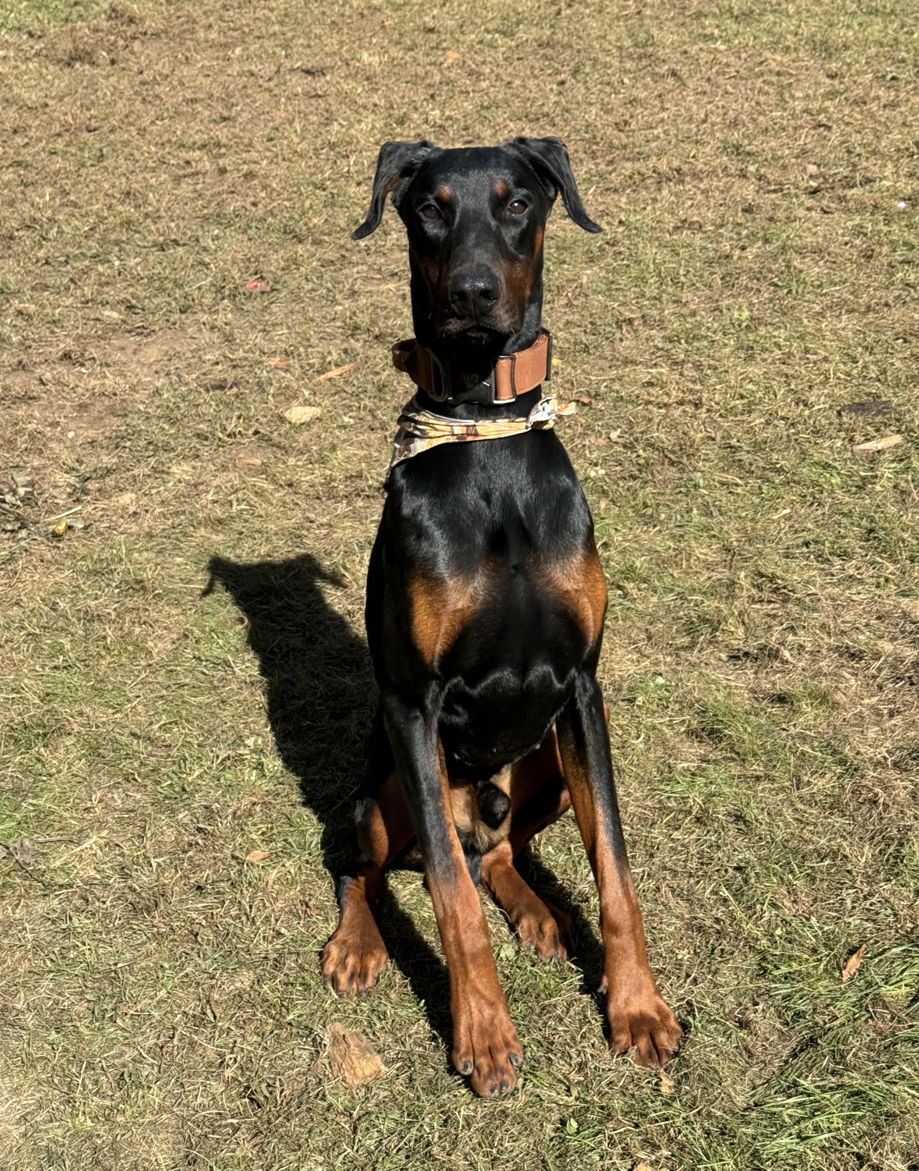 Riptide, a Adopted Doberman Pinscher in Willimantic, CT image 3/6