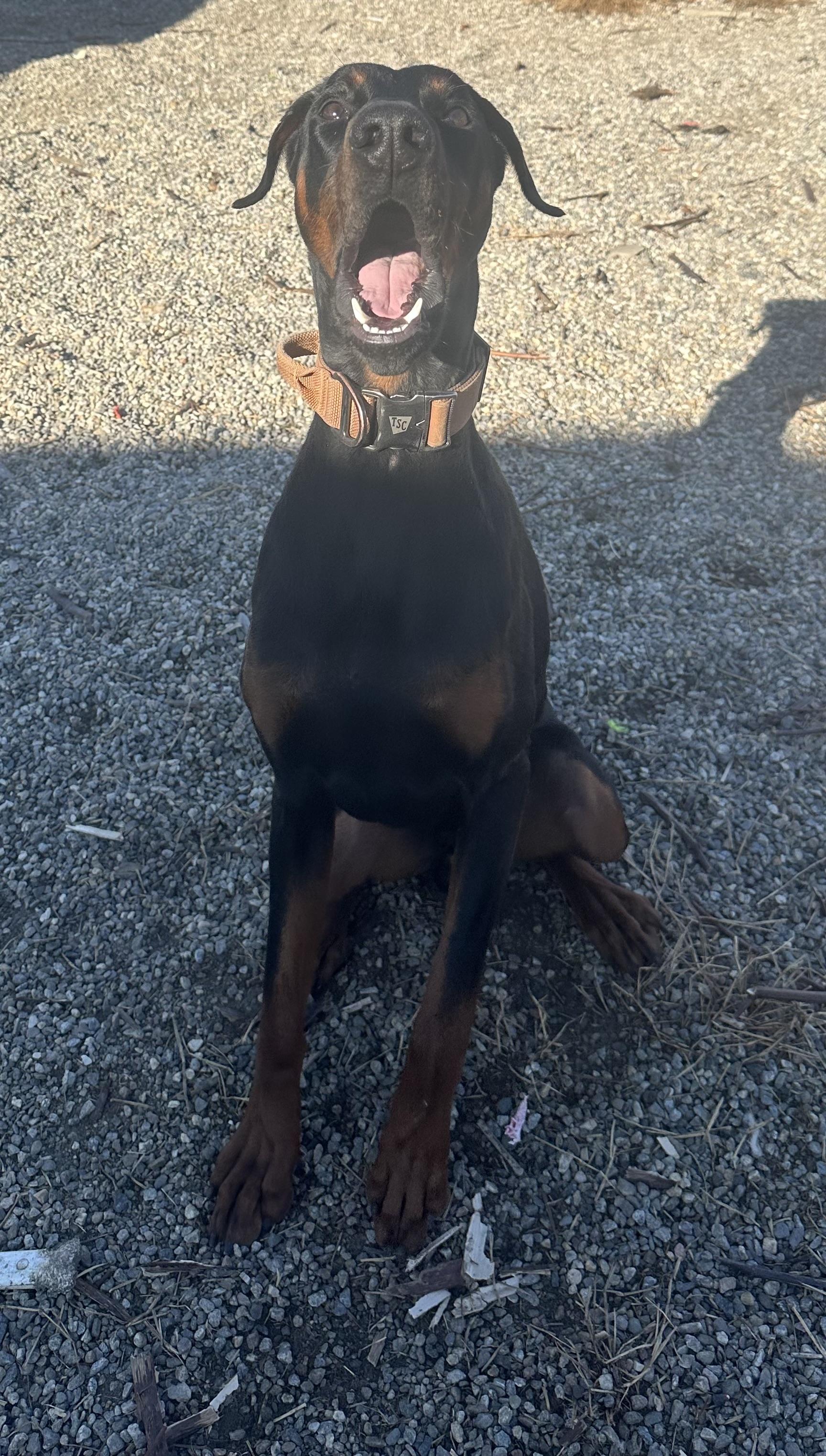 Riptide, a Adopted Doberman Pinscher in Willimantic, CT image 6/6