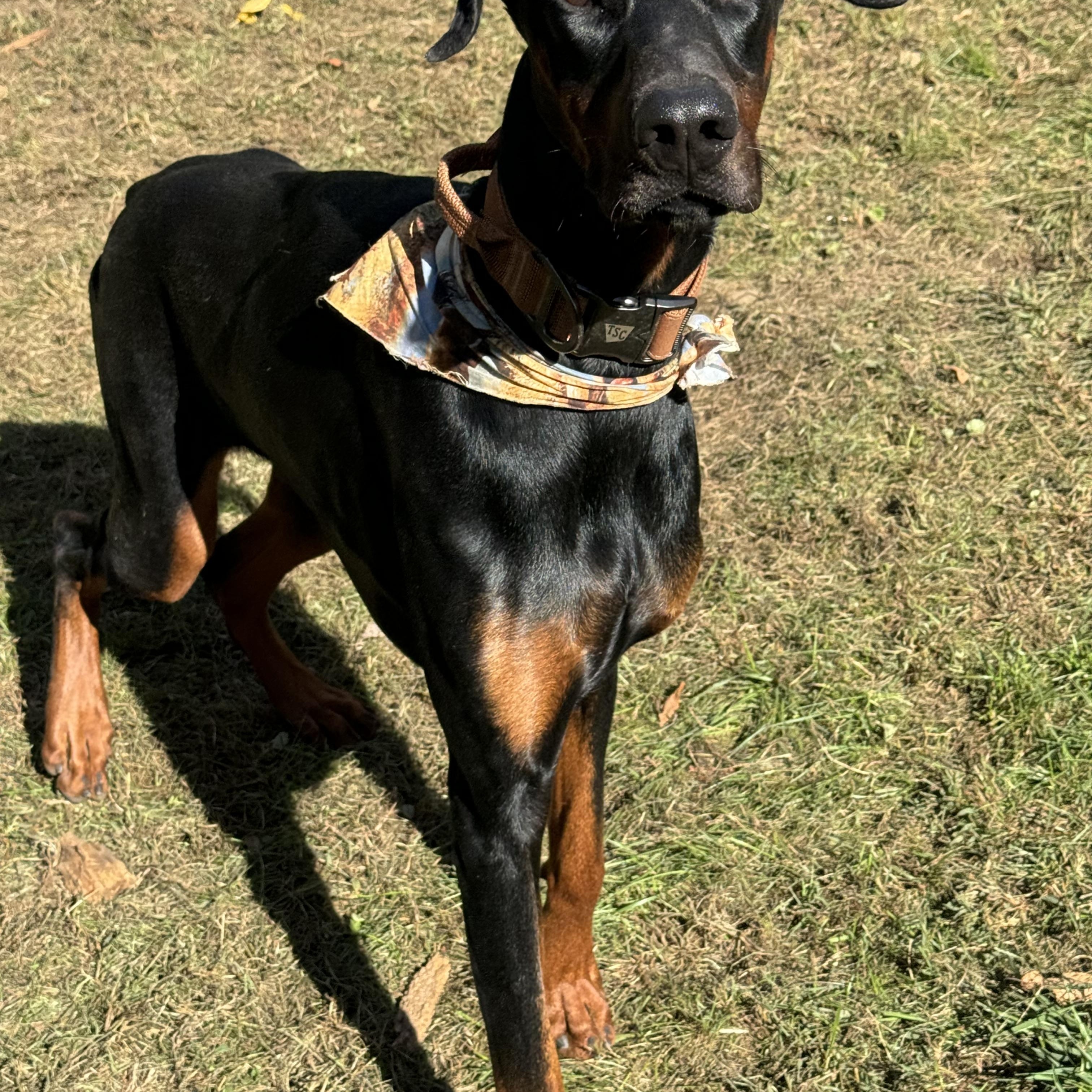 Riptide, a Adopted Doberman Pinscher in Willimantic, CT image 2/6