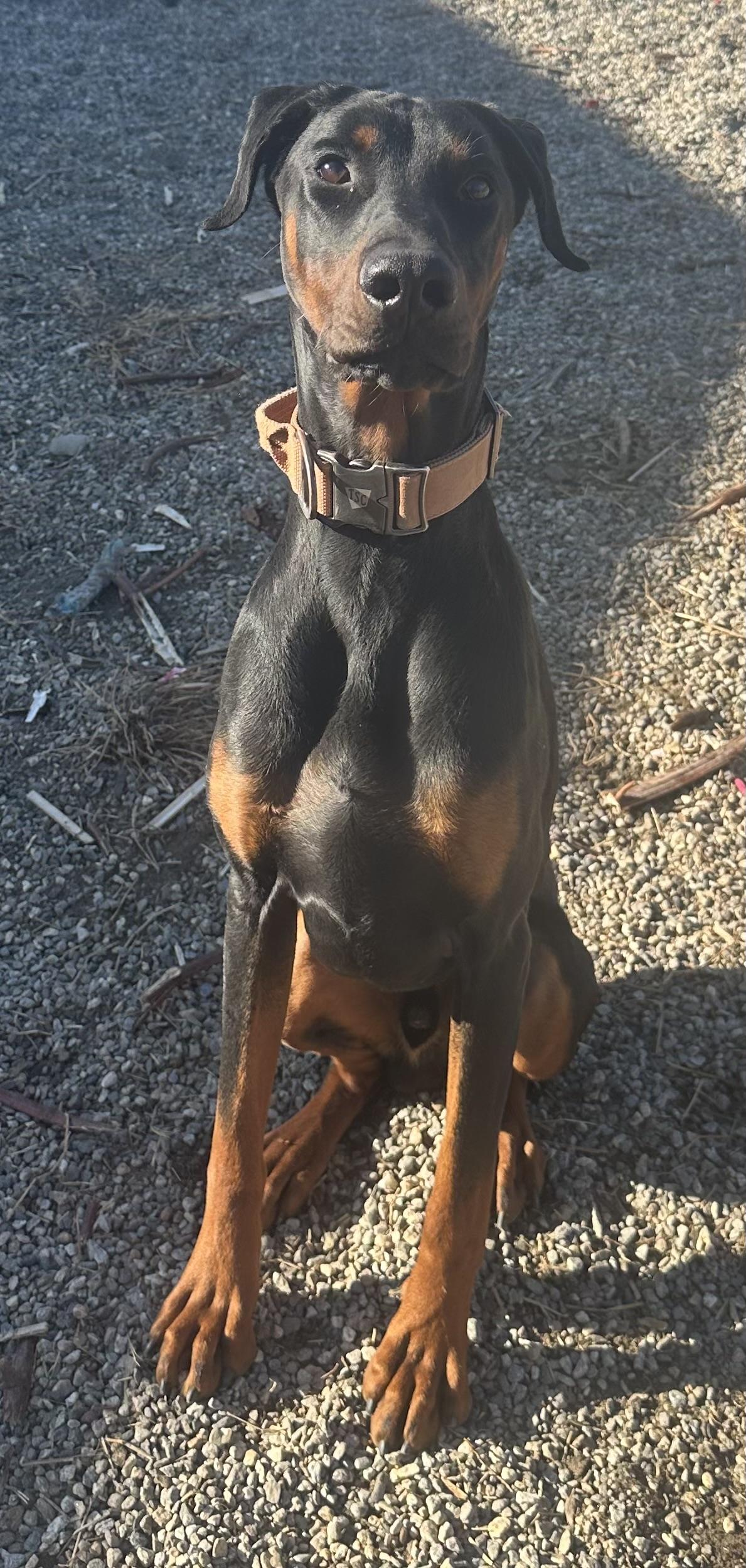 Riptide, a Adopted Doberman Pinscher in Willimantic, CT image 5/6