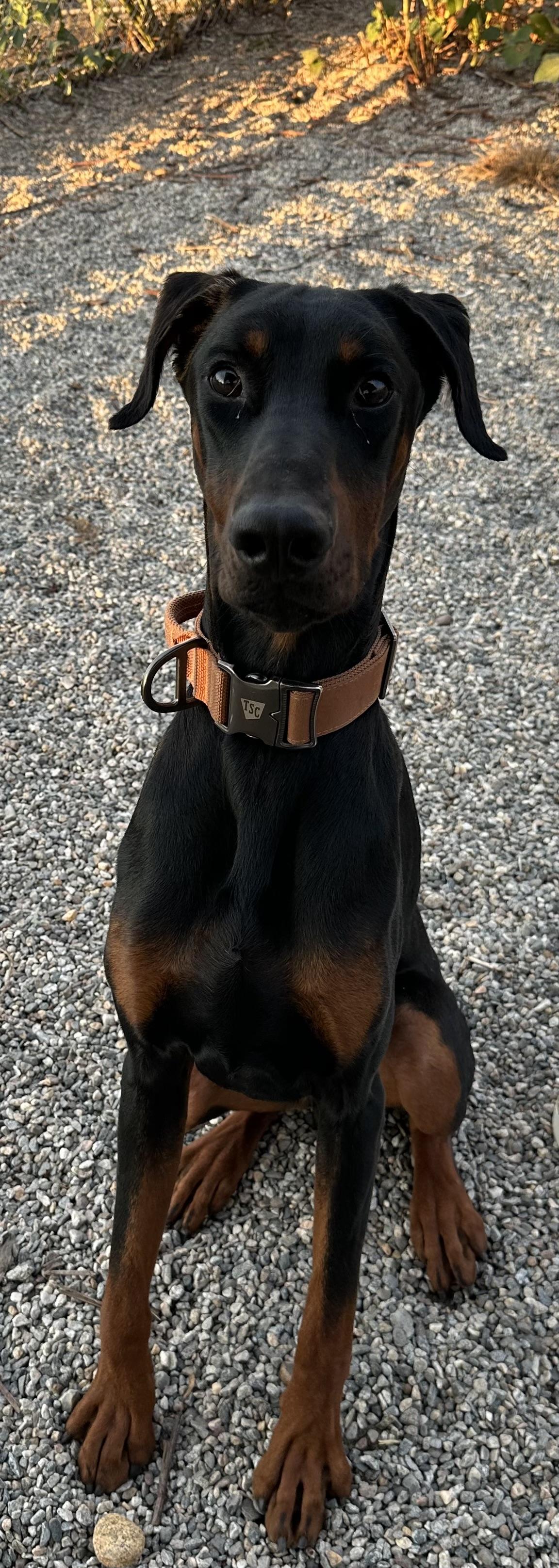 Riptide, a Adopted Doberman Pinscher in Willimantic, CT image 4/6