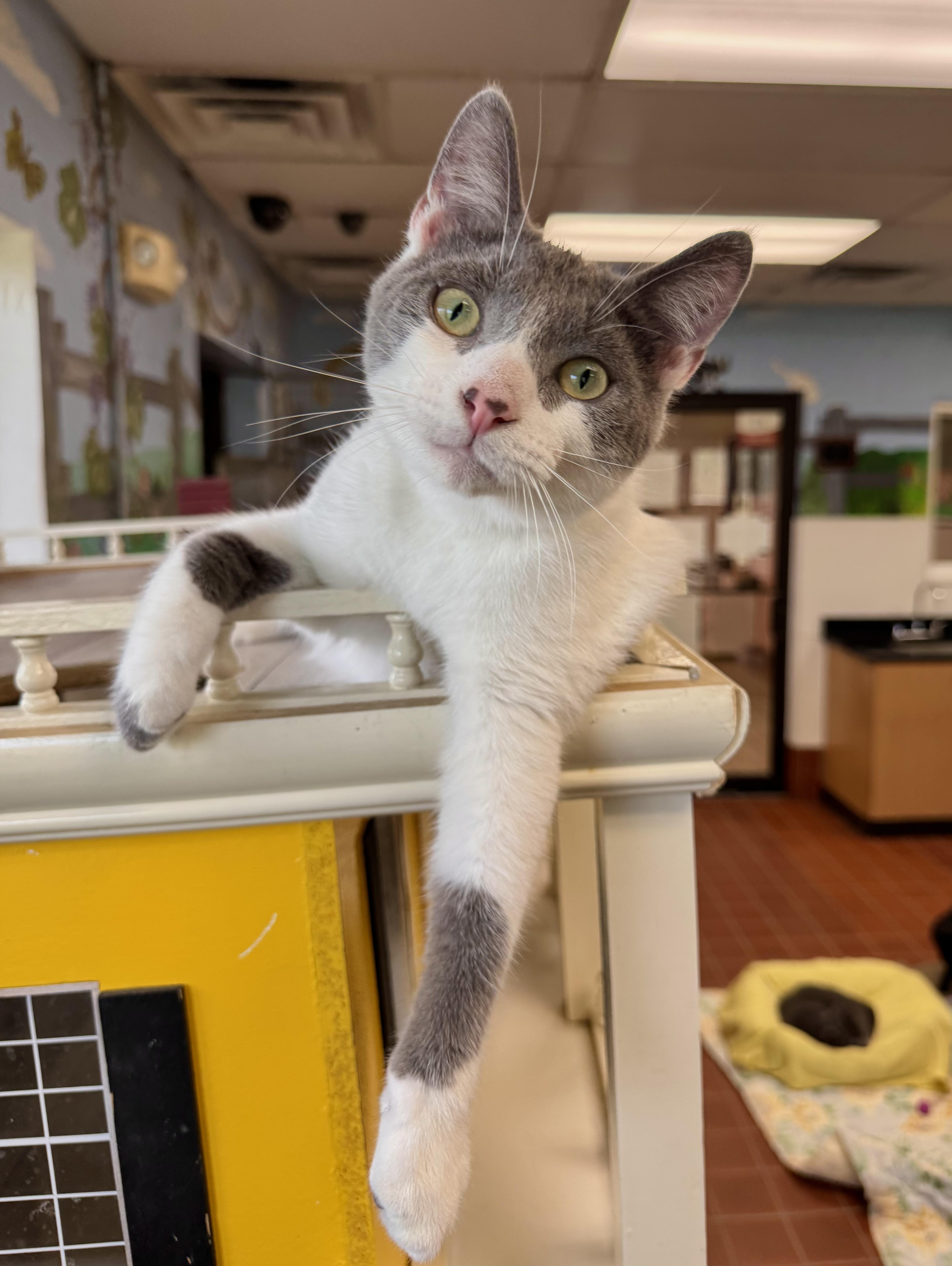 Orson, Adoptable, Young Male Domestic Short Hair.