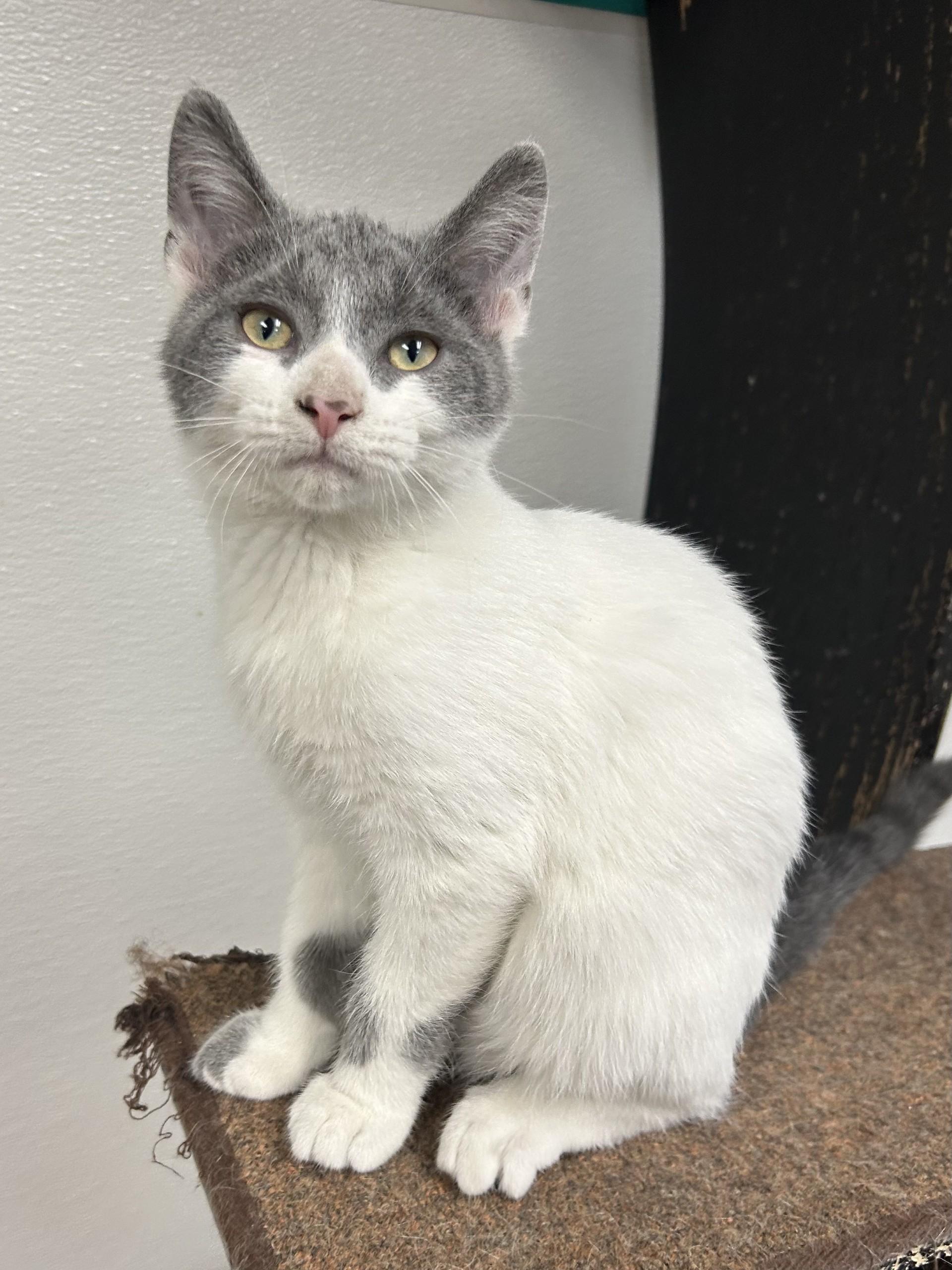 Orson, a Adoptable mixed breed in Battle Creek, MI image 2/6