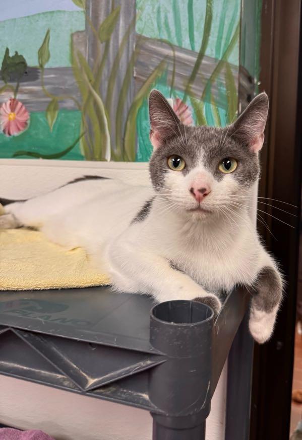 Orson, a Adoptable mixed breed in Battle Creek, MI image 5/6