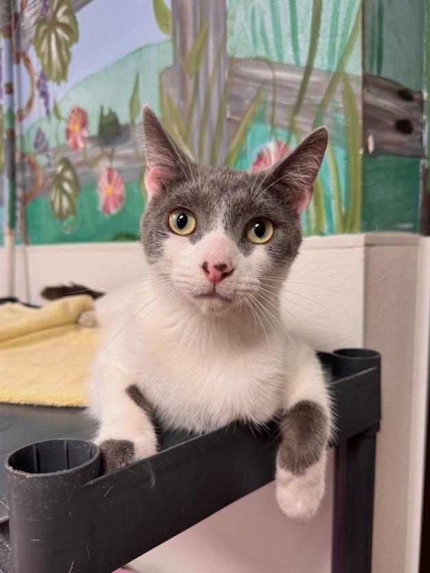 Orson, a Adoptable mixed breed in Battle Creek, MI image 6/6