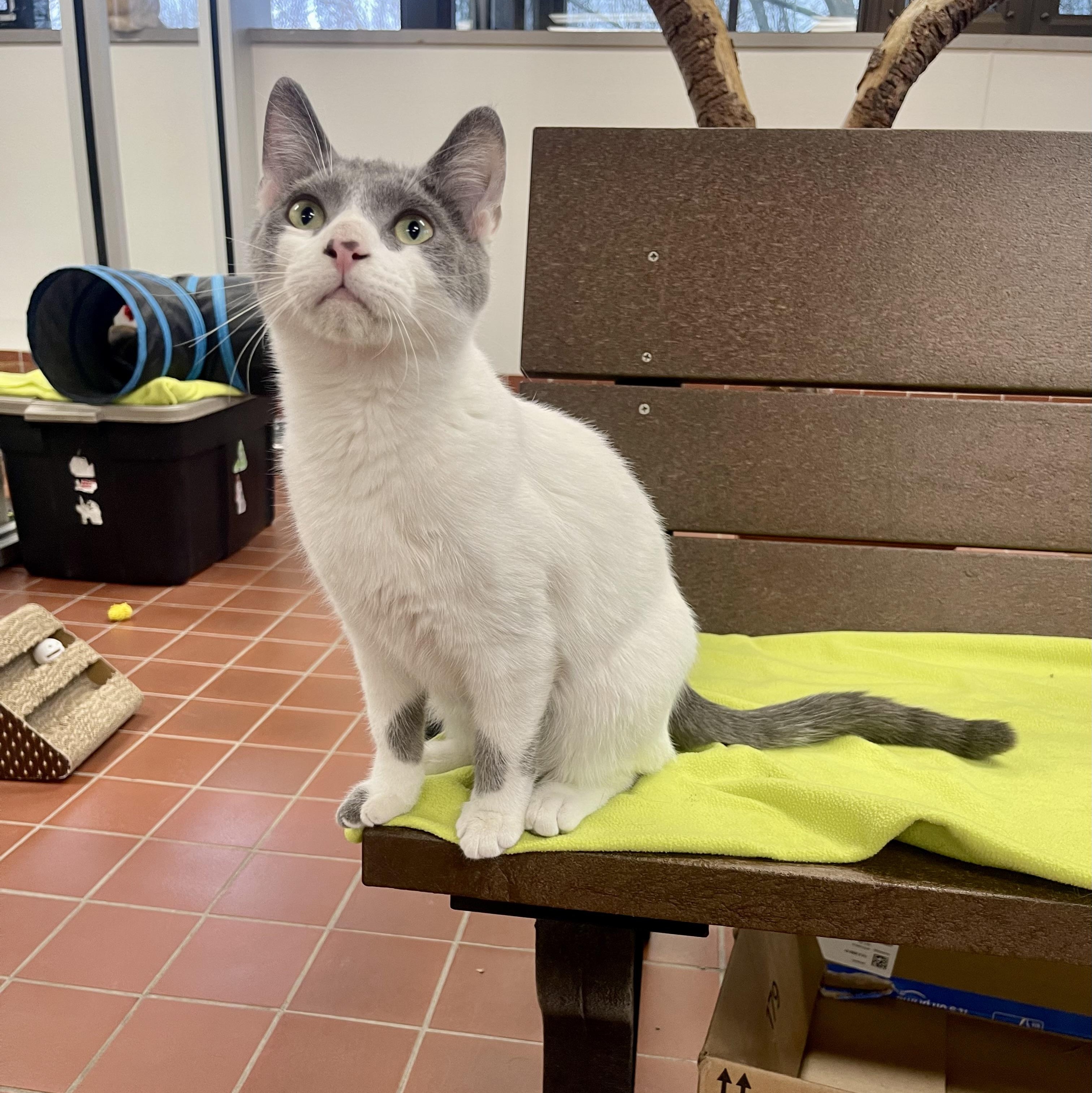 Orson, a Adoptable mixed breed in Battle Creek, MI image 3/6