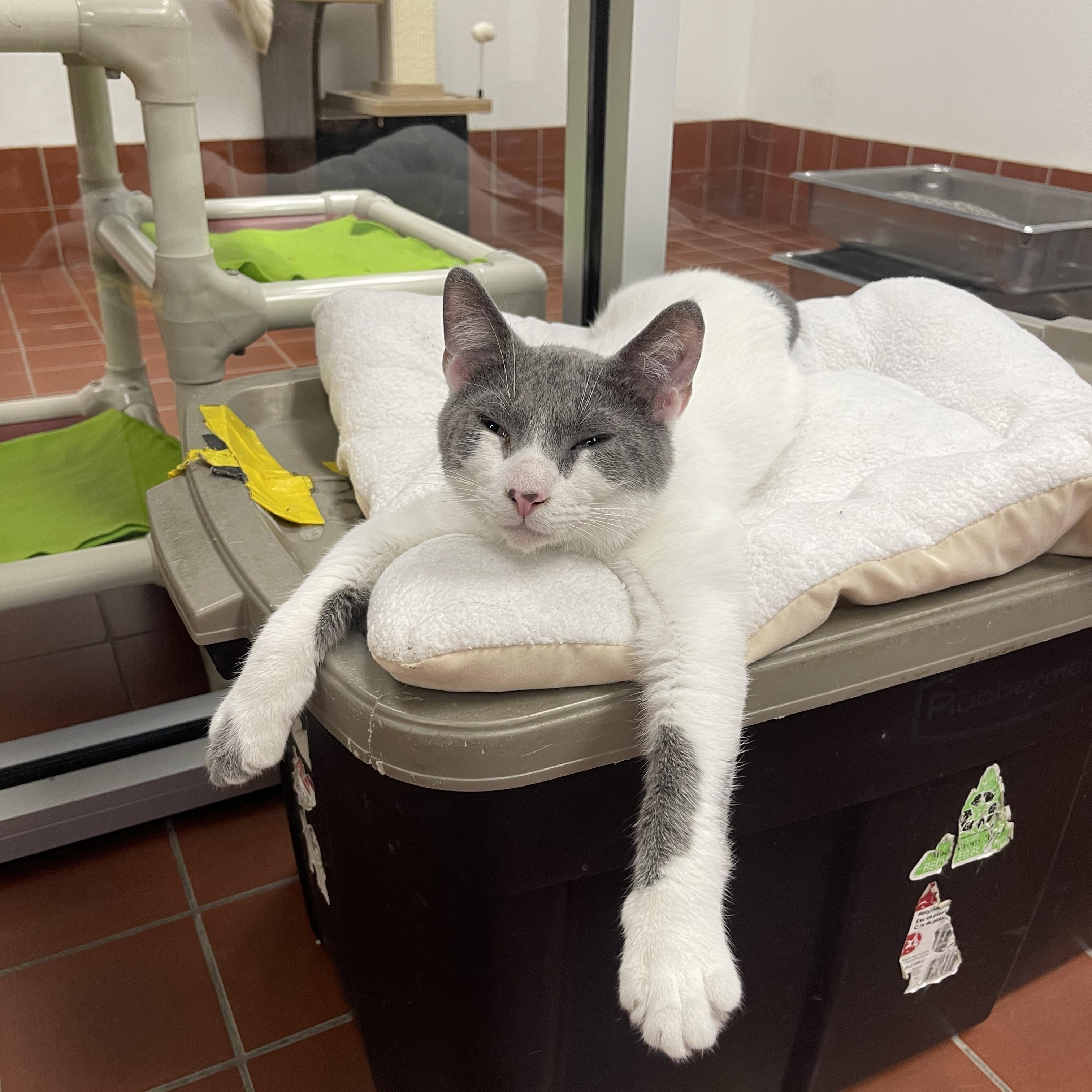 Orson, a Adoptable mixed breed in Battle Creek, MI image 4/6