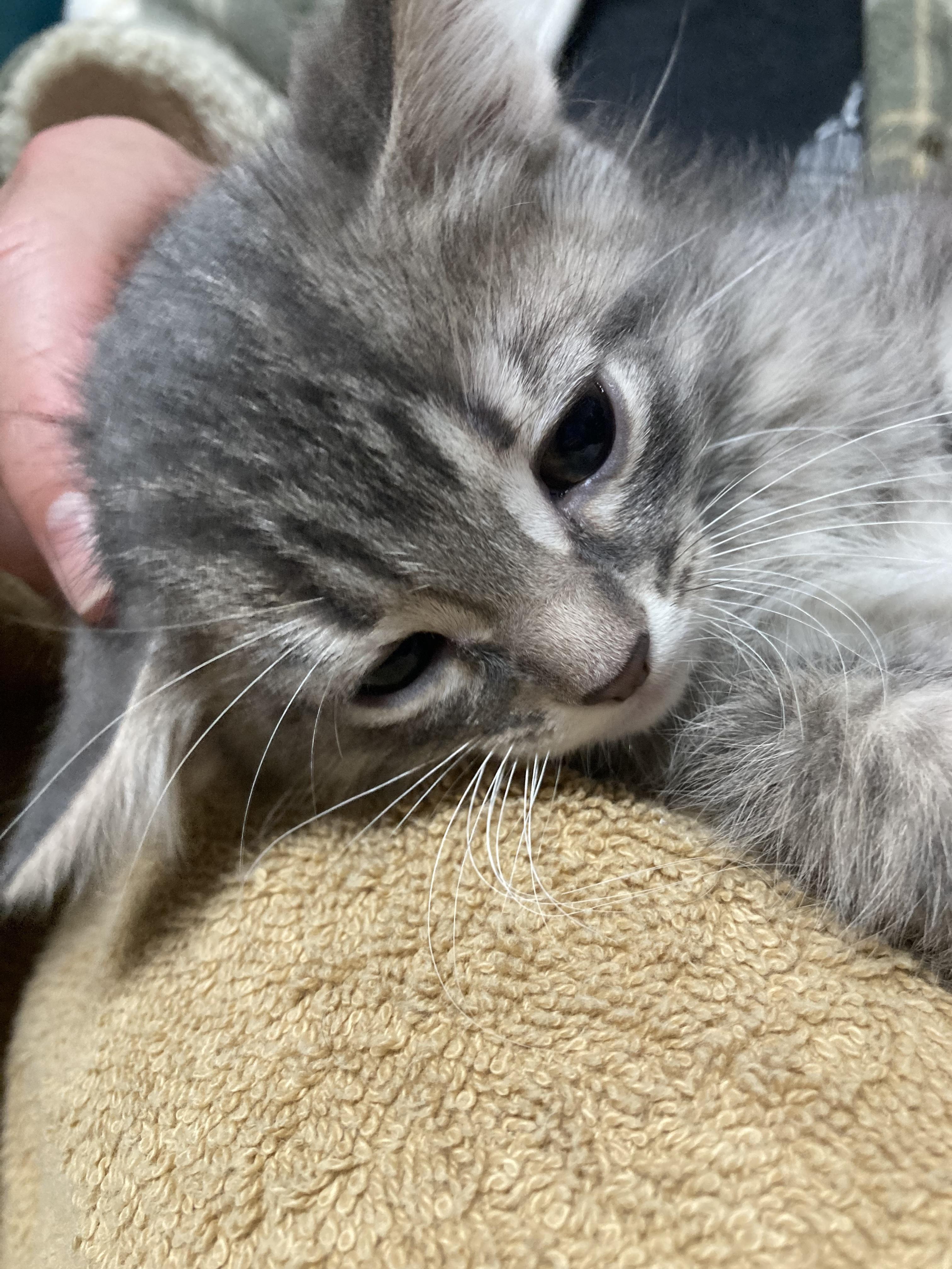 Tortilla - ADOPTION PENDING!, an adopted Domestic Medium Hair in Cincinnati, OH image 2/3