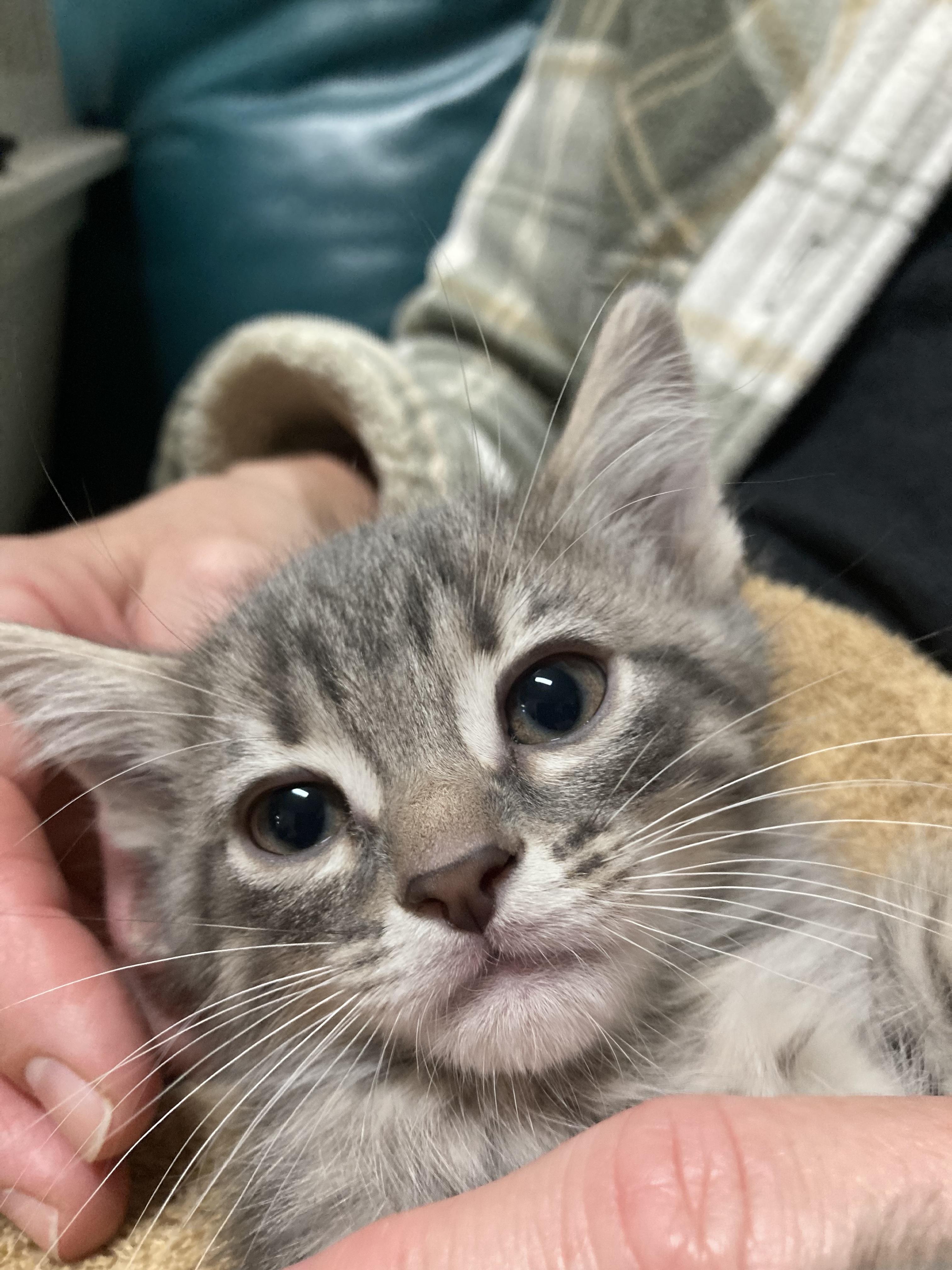 Tortilla - ADOPTION PENDING!, adopted, Kitten Male Domestic Medium Hair.